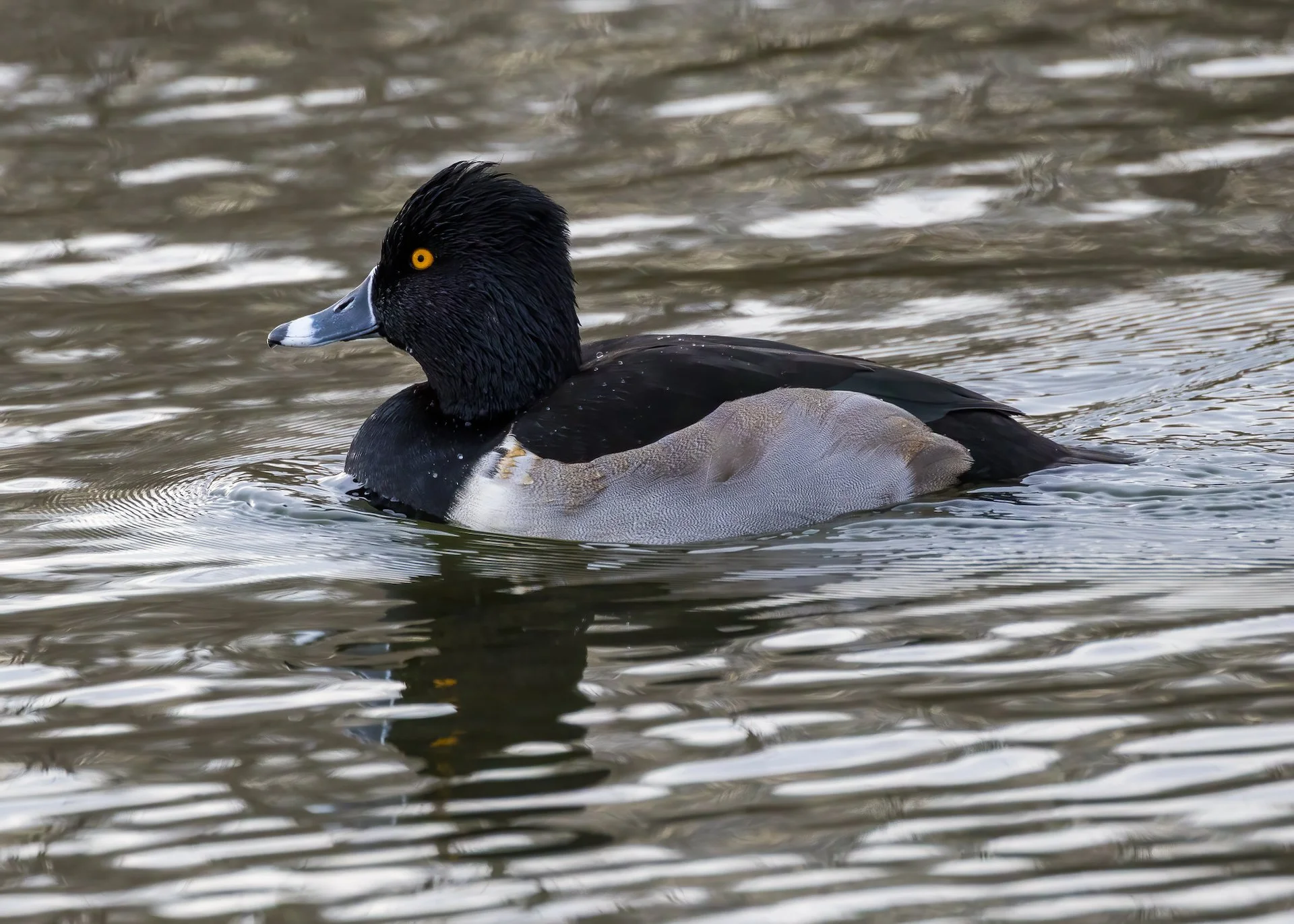  Ring-necked Duck 