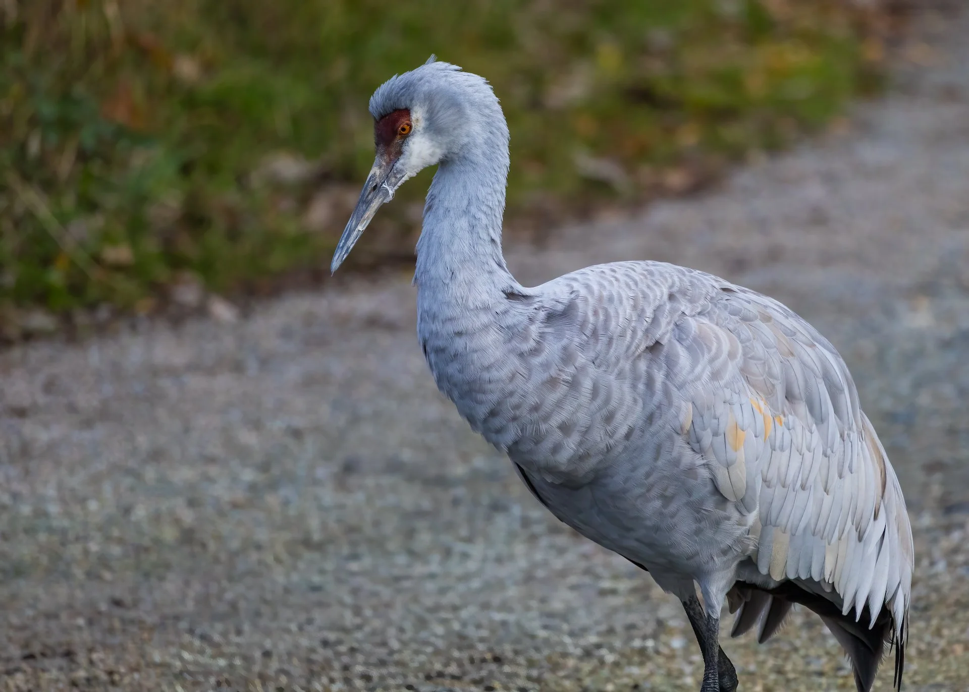  There were quite a number of Sandhill Cranes about as well. 
