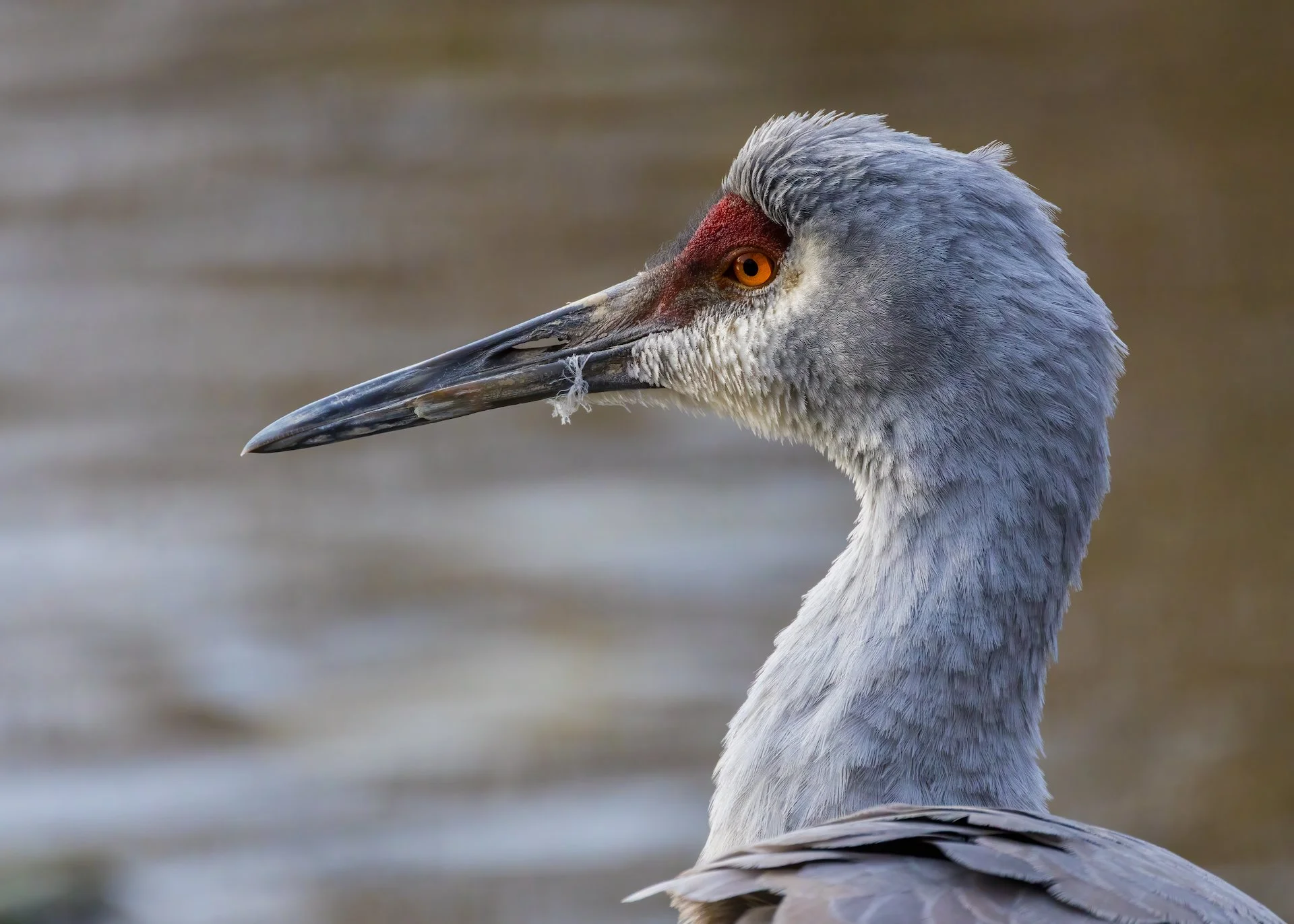 They were in groups of two or three in different places around the sanctuary. 