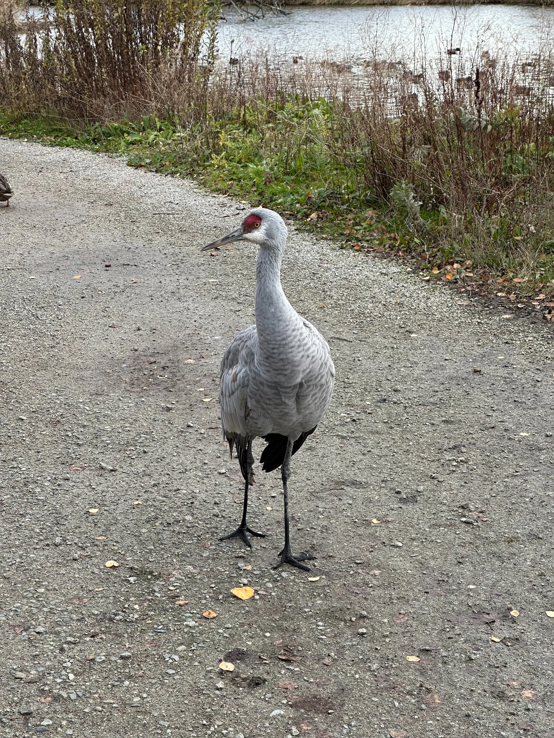  As we were leaving, we saw this guy all by himself… 