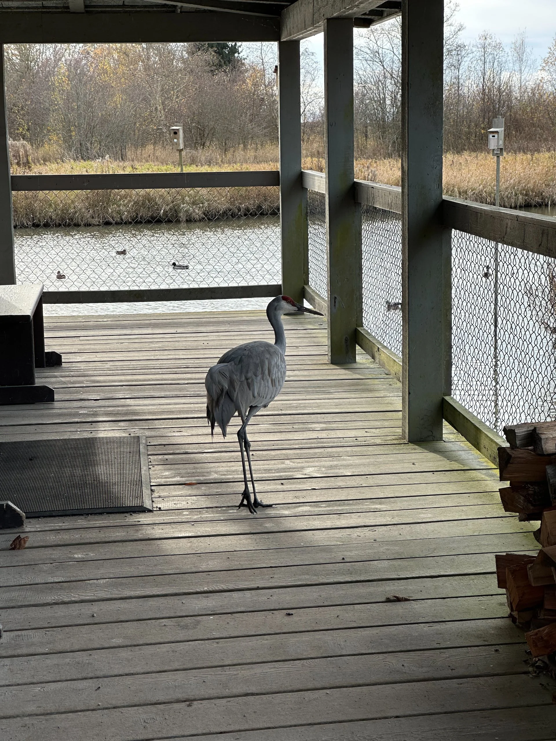 …and he wandered up onto the deck, almost like he wanted to go inside the warming hut! 
