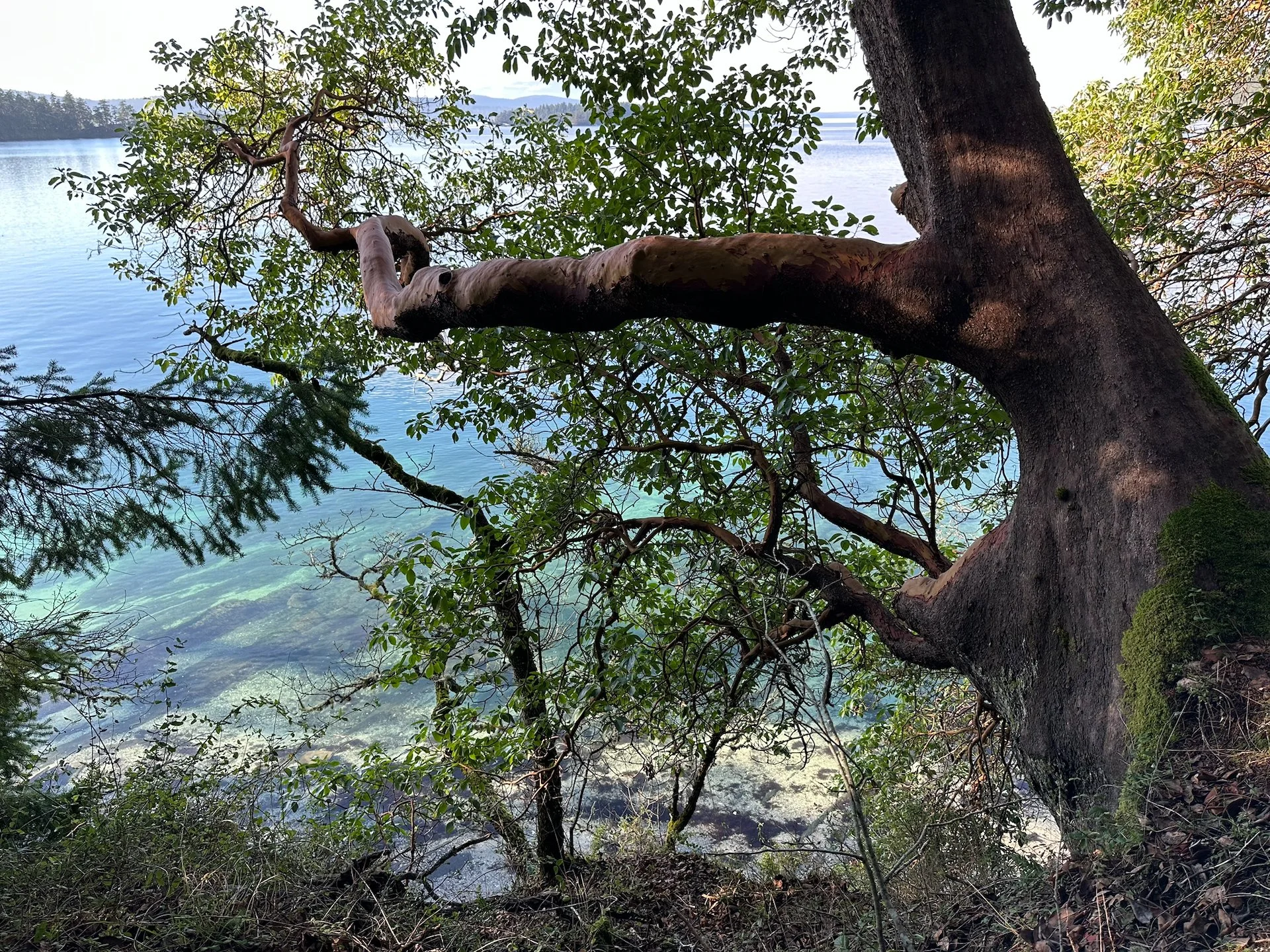 2026 01 Galiano - 3.jpeg