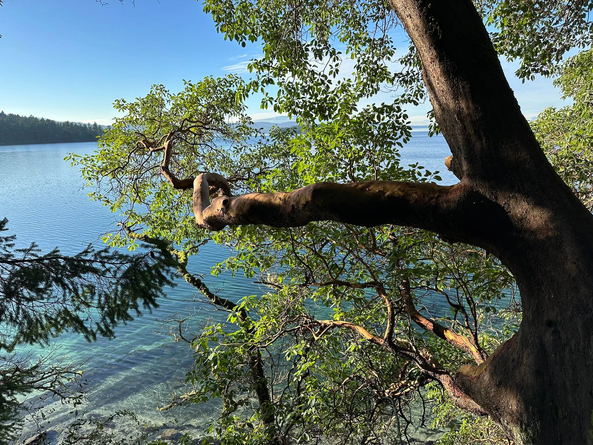 2026 01 Galiano - 7.jpeg