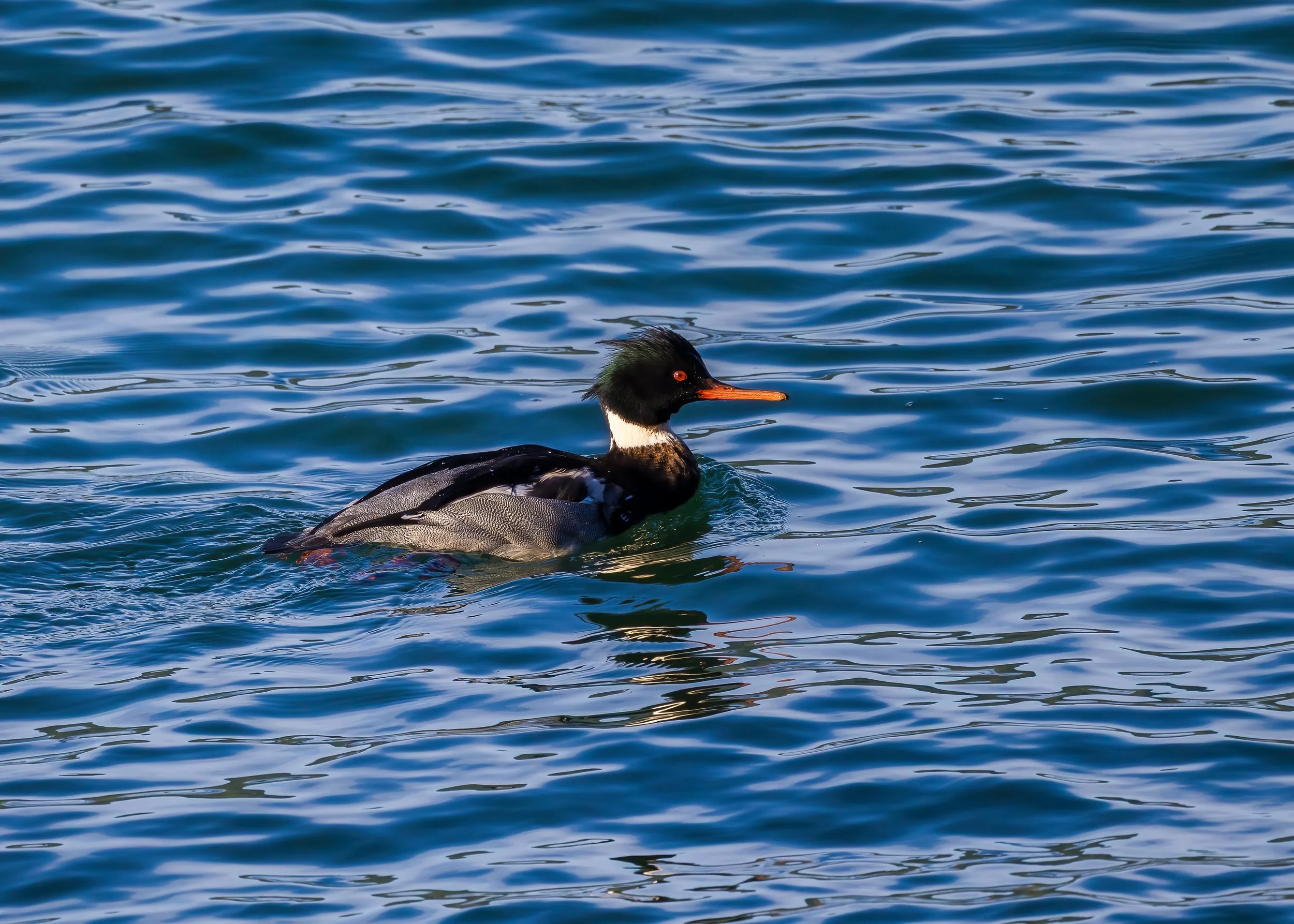  Common merganser  
