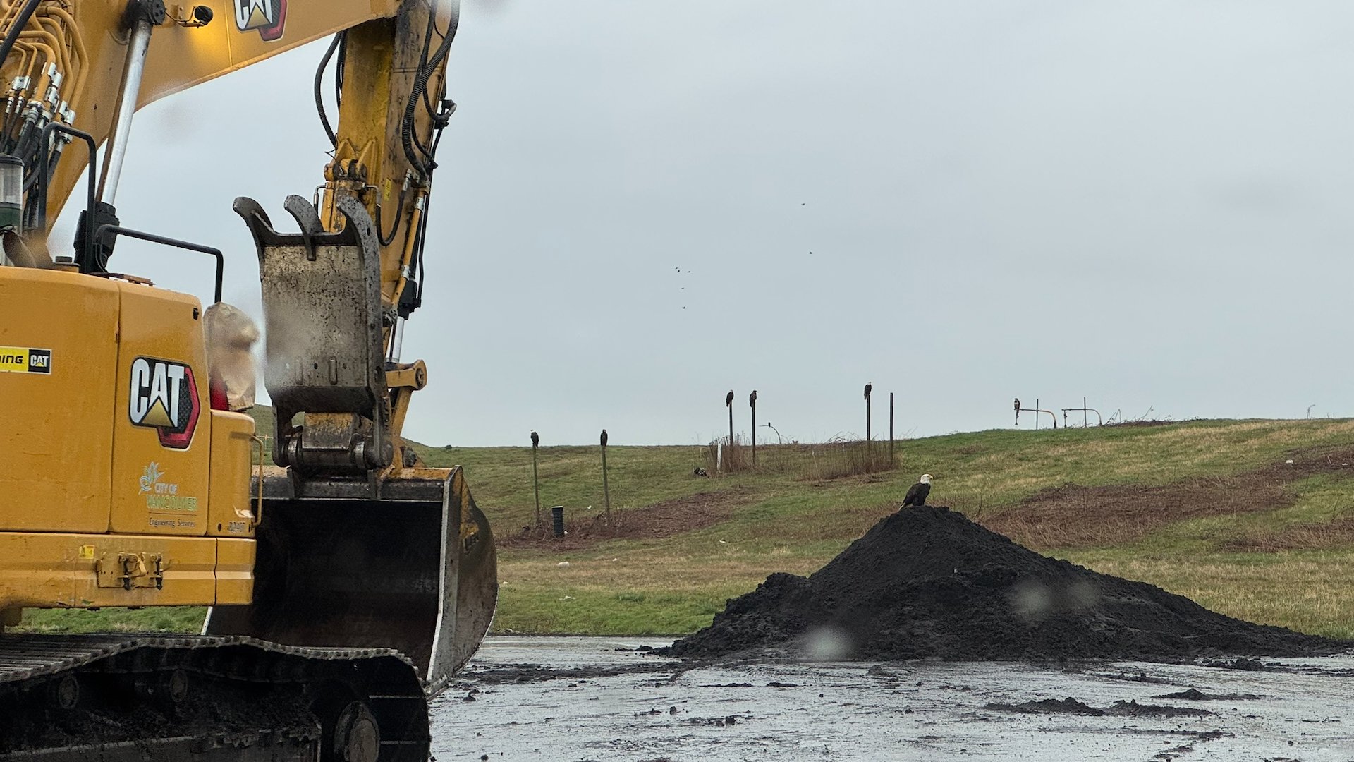  The operator told us to head to this pile of compost at the back of the yard. There was an eagle sitting on the top of the pile! And then we noticed that every post had an eagle on it! 