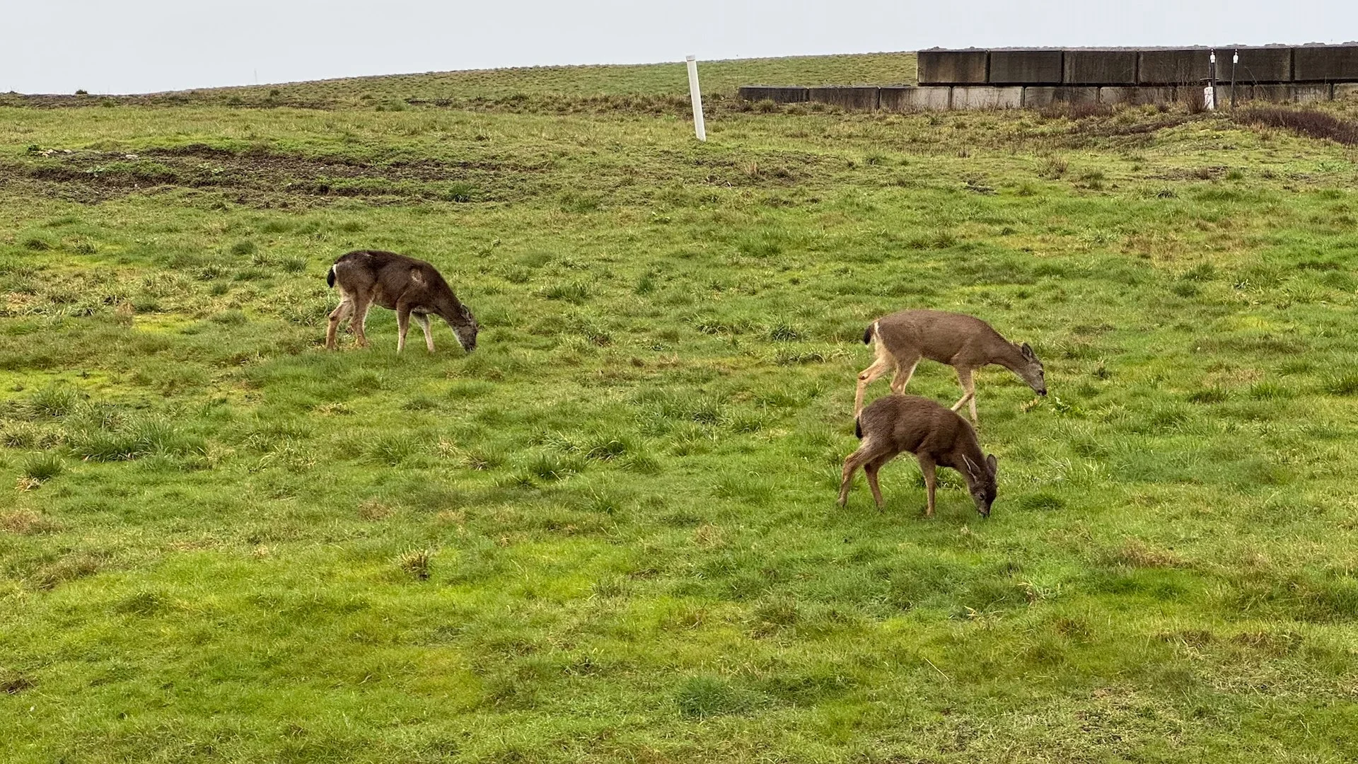  As we were driving out of the dump, we went past a small herd of deer - very odd.  