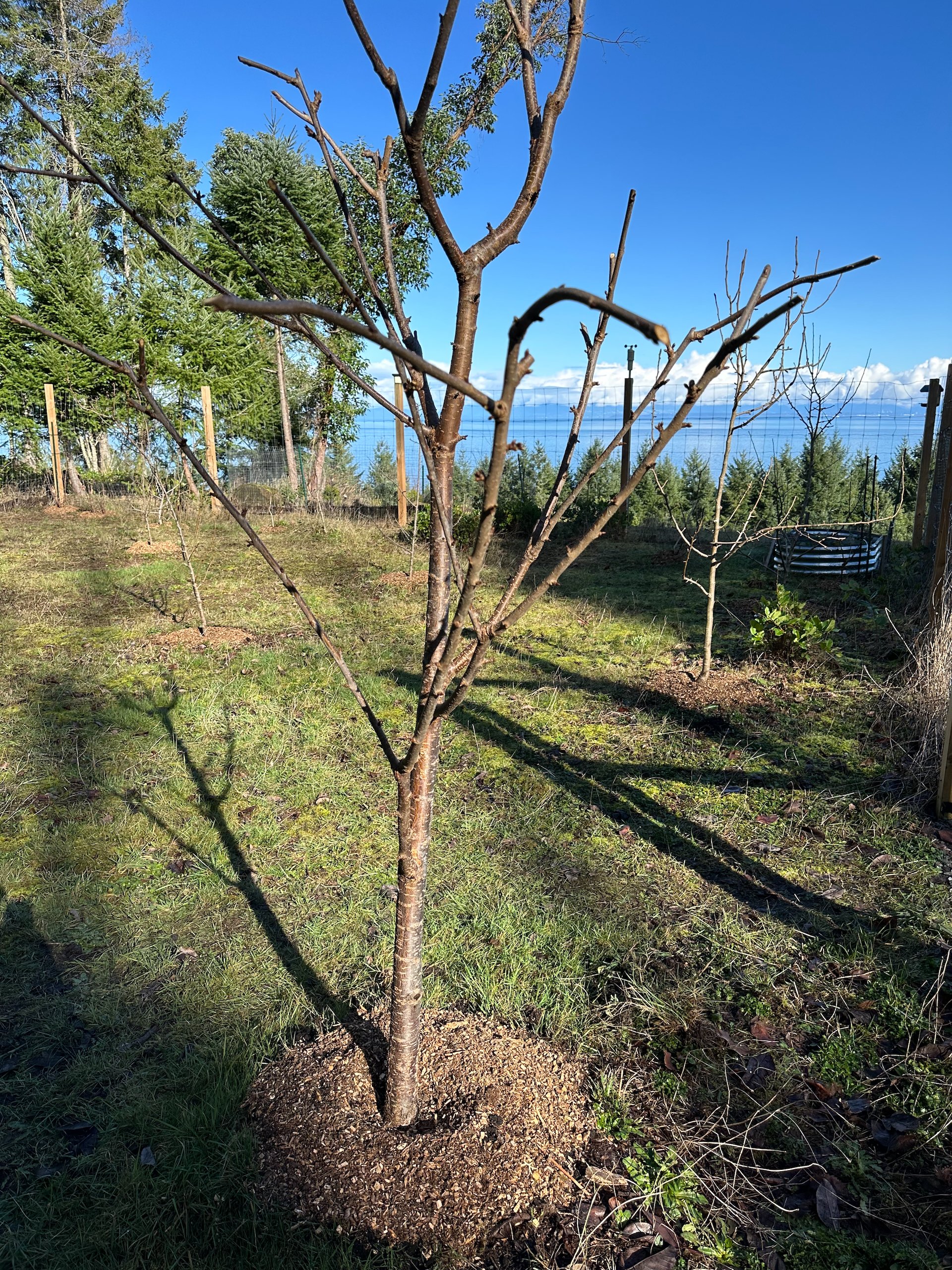  The orchard is all good to go. 