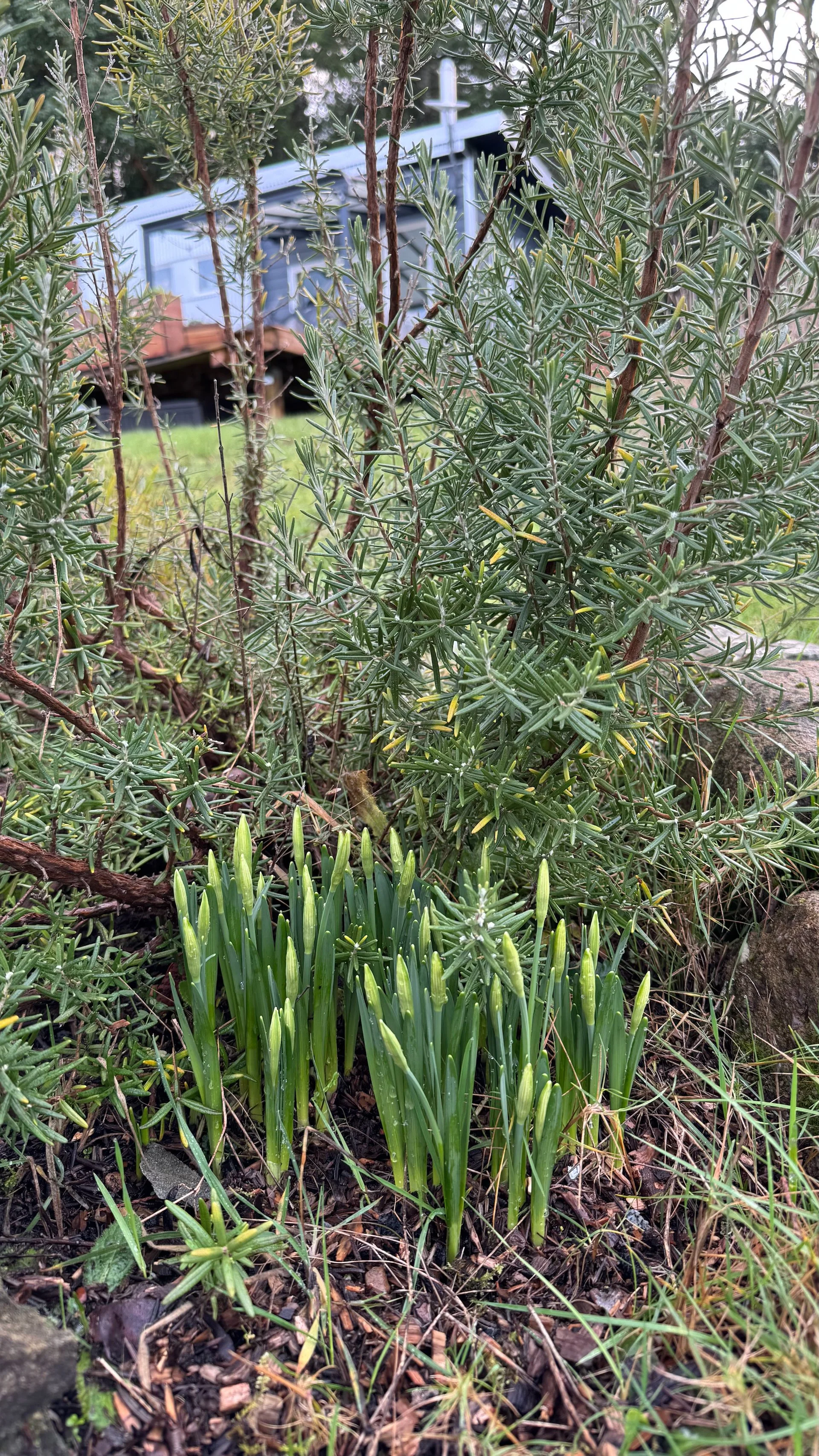  I imagine this is the last thing people back east want to see right now, but yes we have flowers blooming already. 
