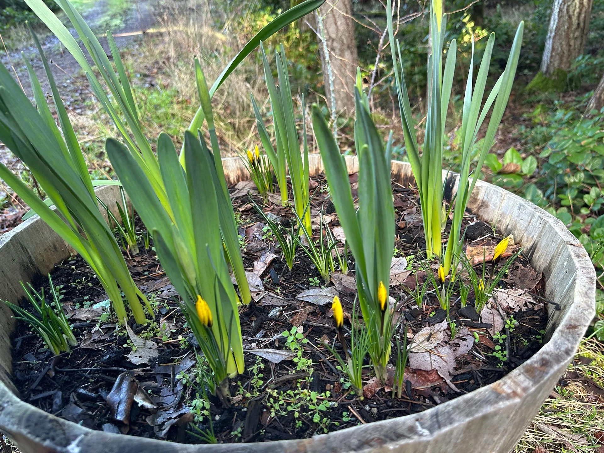  Some crocuses are about to fully open up. 