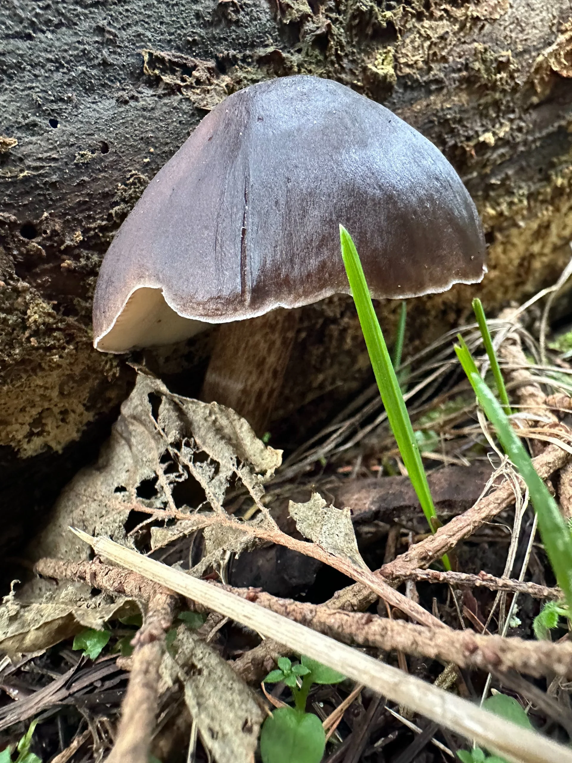  On the way up we found this cool mushroom. I don’t think we had seen this type before. 