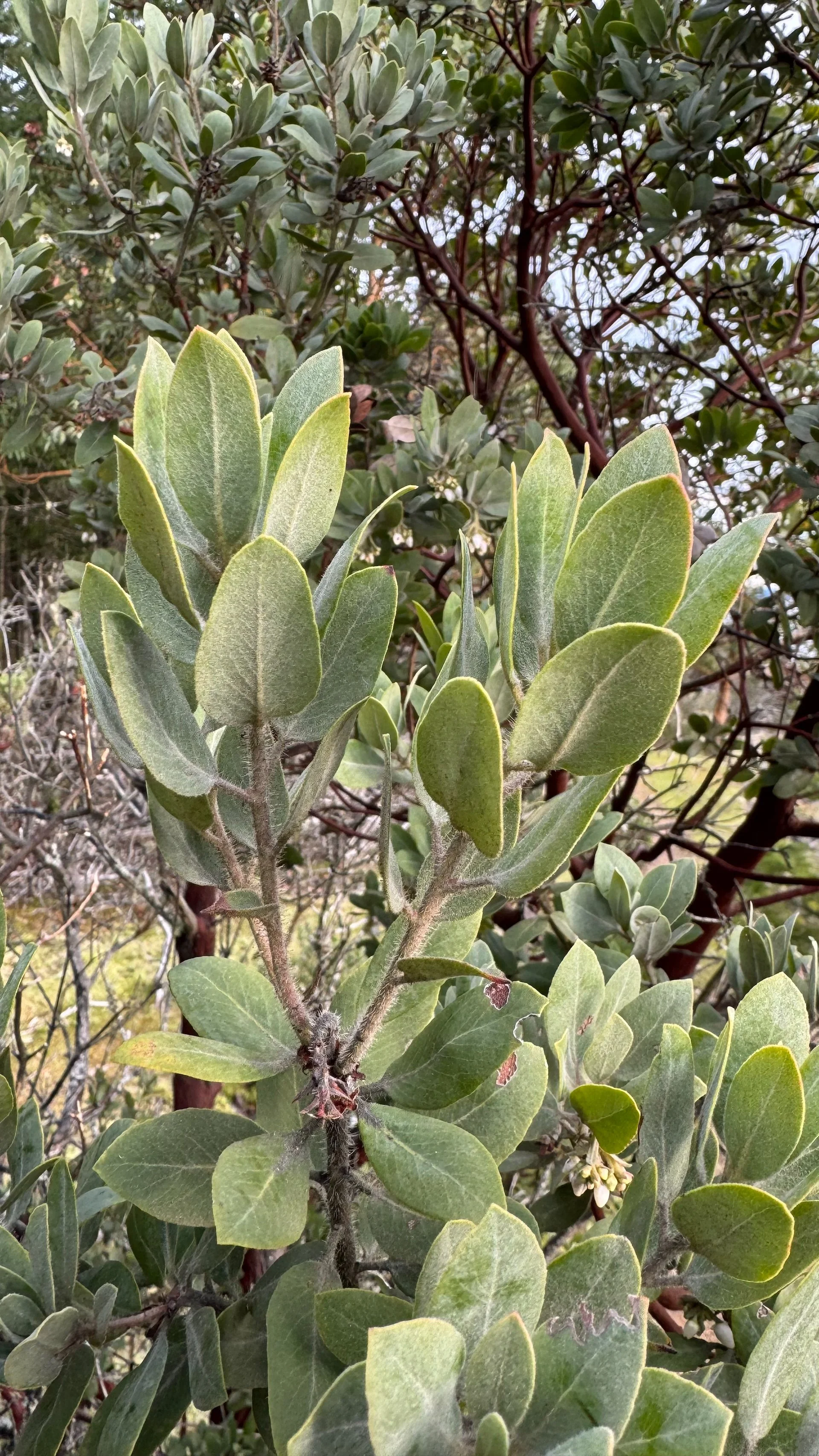  This shrub is a species of arbutus that only seems to grow up on the ridges. 