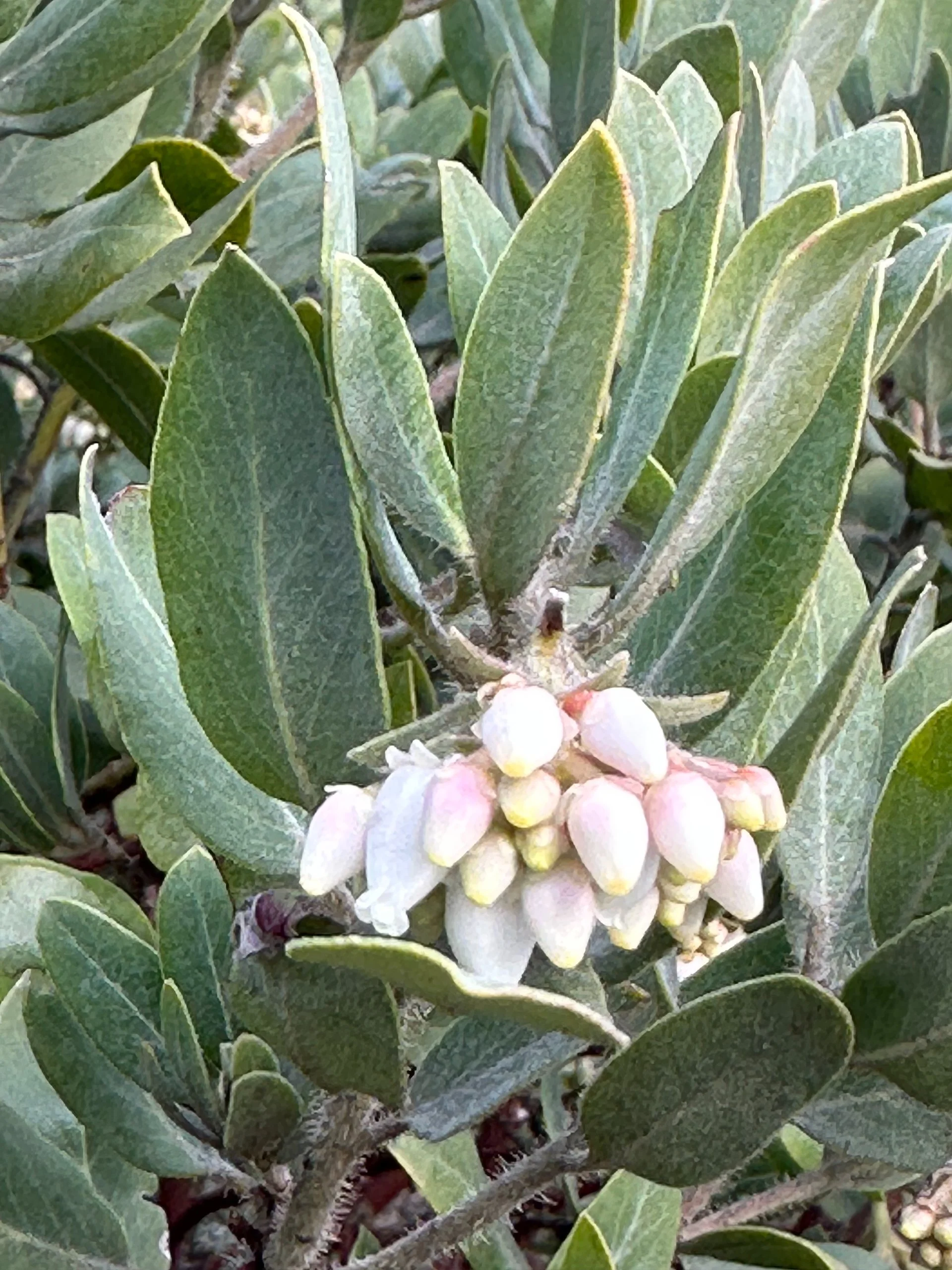  They have these cool little flowers and I wish we could get them to grow down where we are.  