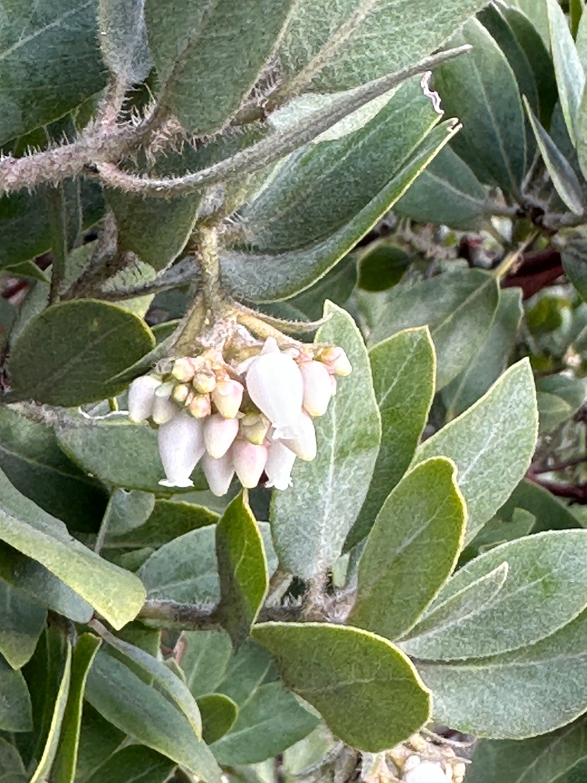 Galiano February 2026 - 41.jpeg