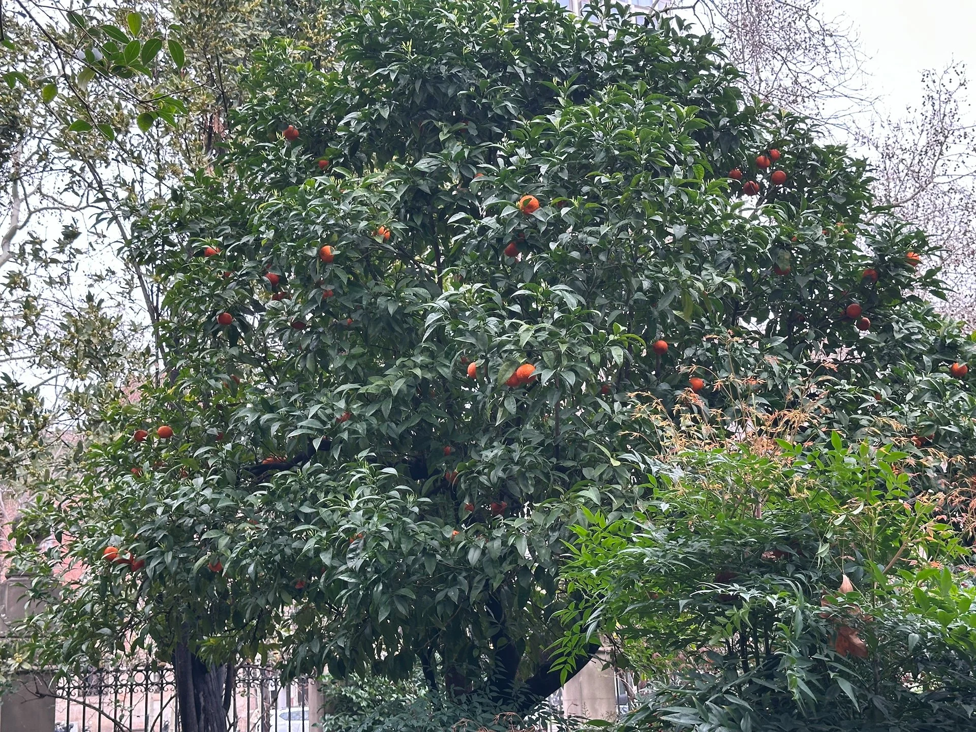  As we walked over to dinner, we passed through this random public garden - check out the oranges on the tree! In March! 