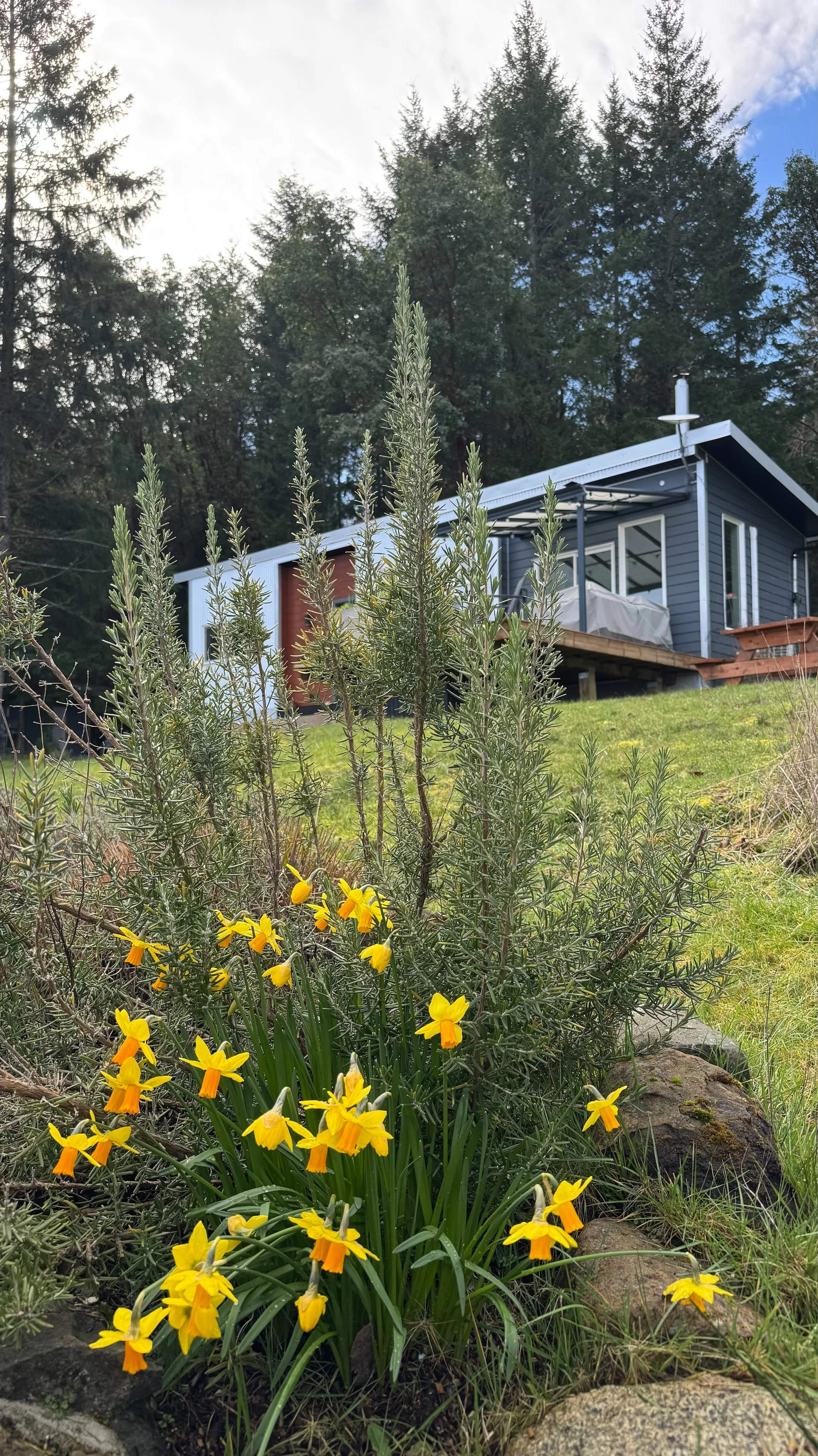  The minis are the first daffodils to bloom each spring. 