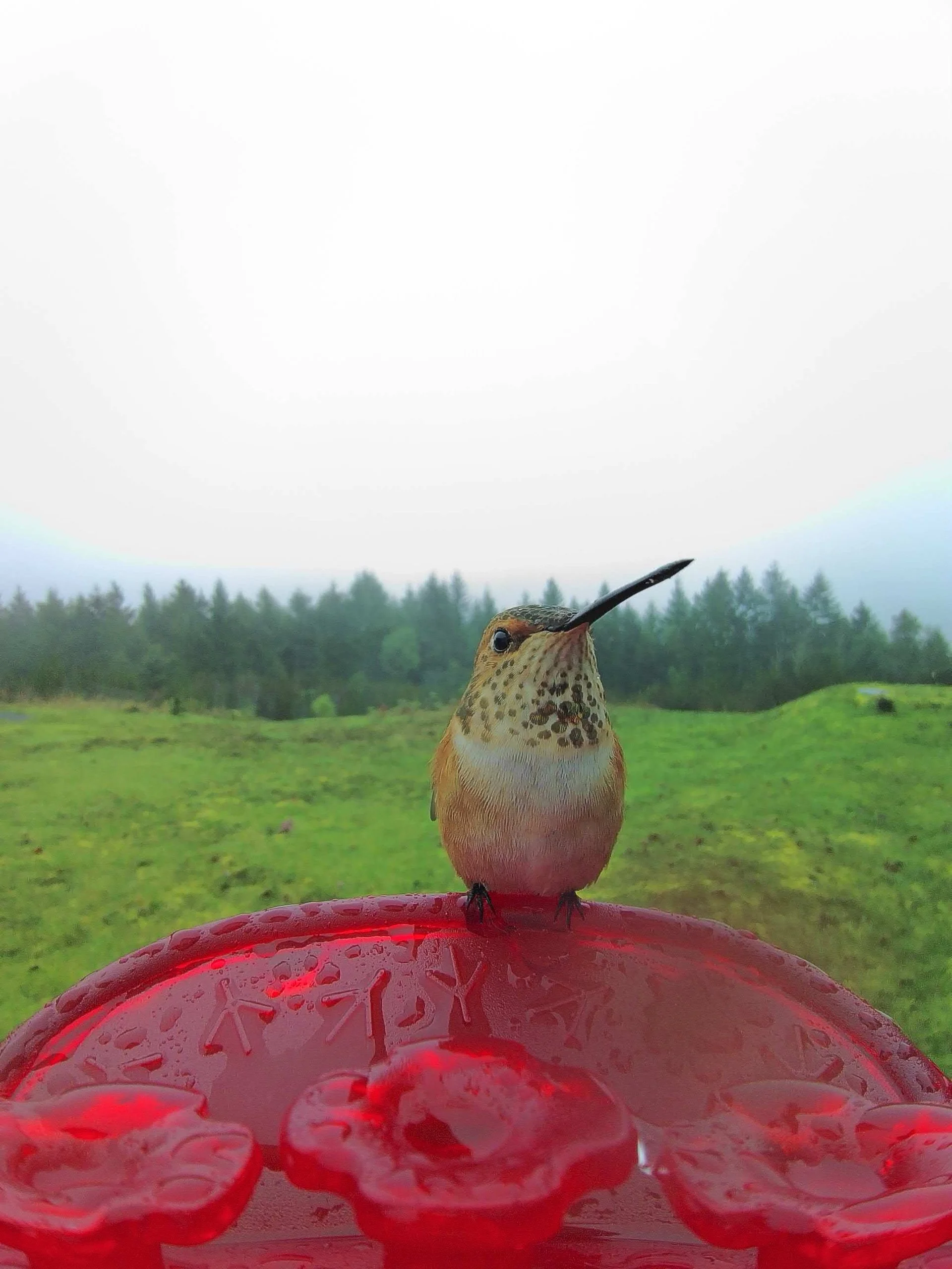  And we had the first rufous hummingbirds of the season, back from wintering in Mexico. 