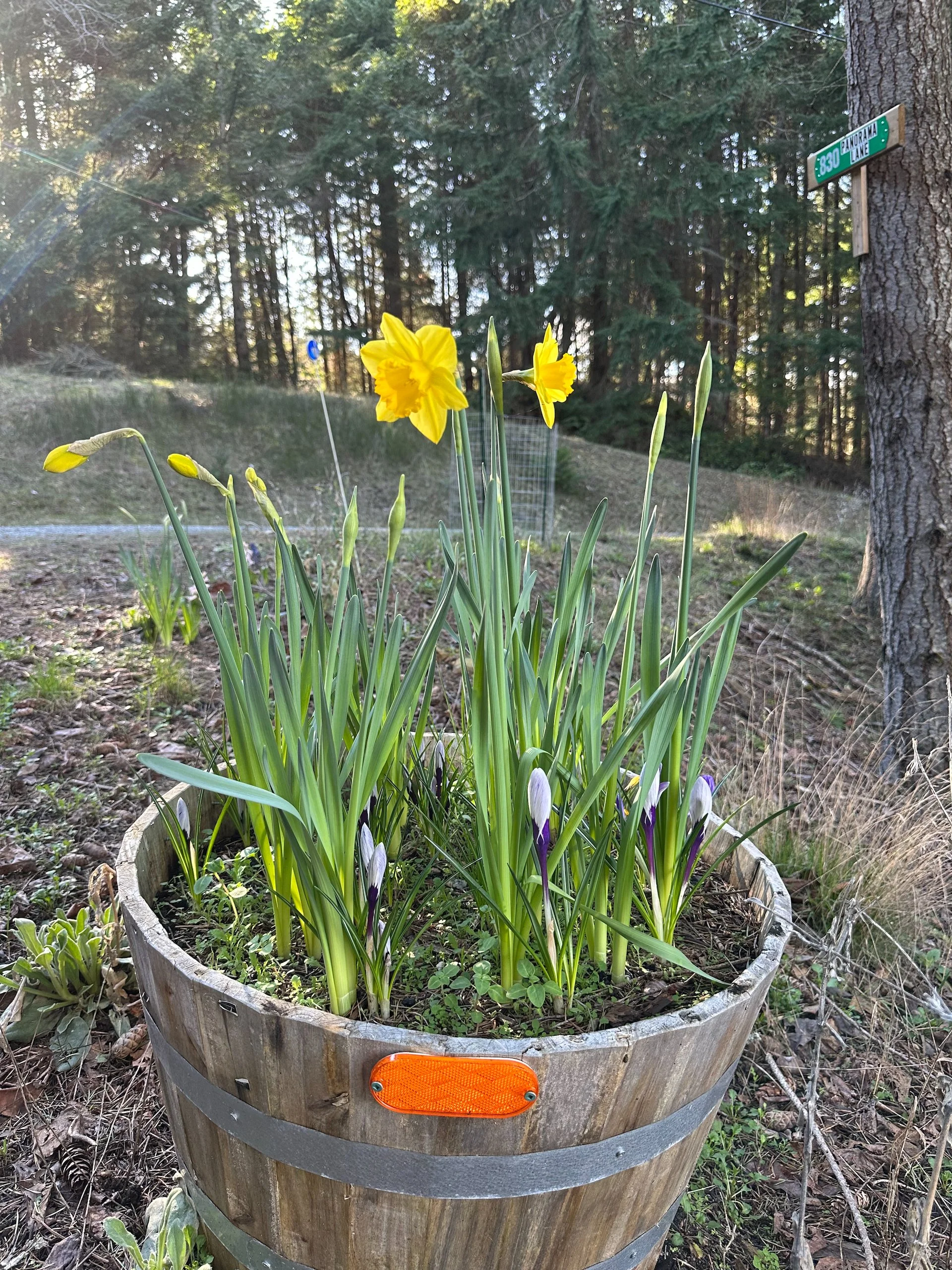  The bulbs in the barrels are looking good! 