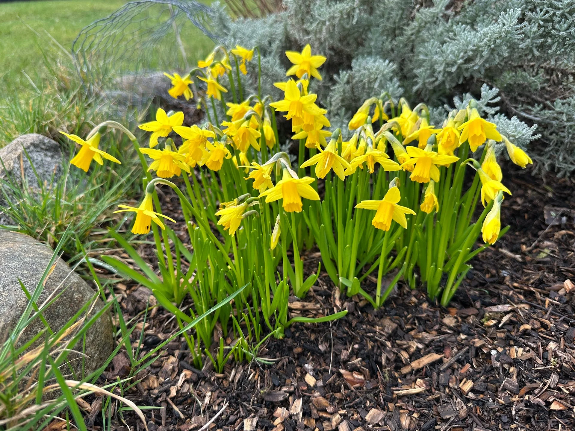 Galiano Spring - 9.jpeg