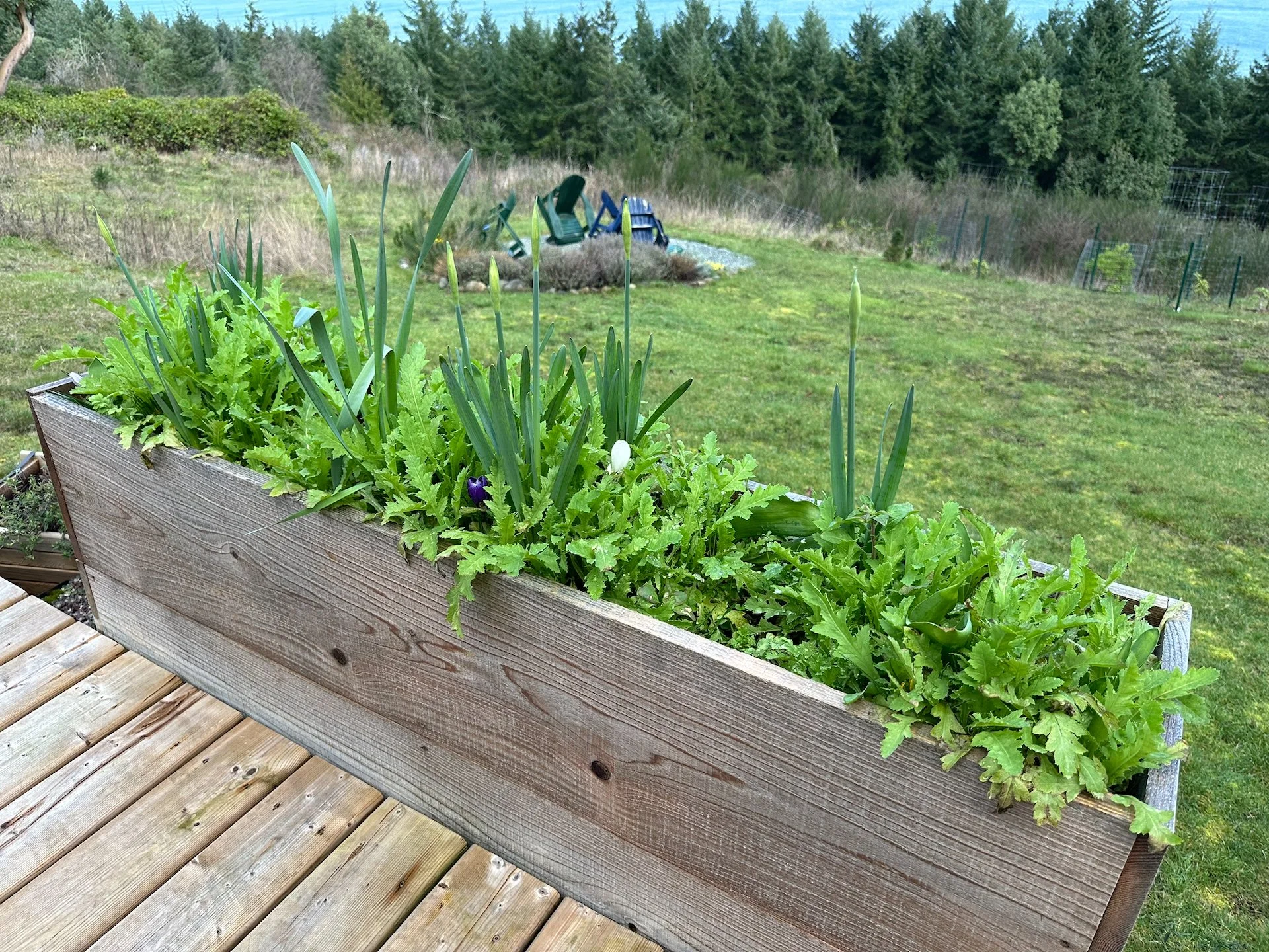 Galiano Spring - 3.jpeg