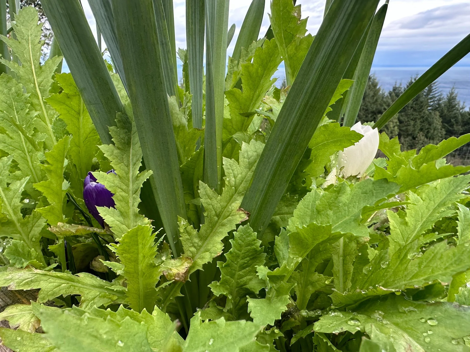 Galiano Spring - 4.jpeg