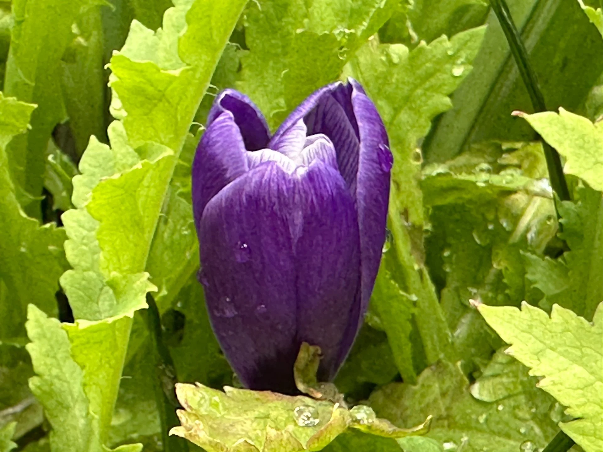 Galiano Spring - 5.jpeg