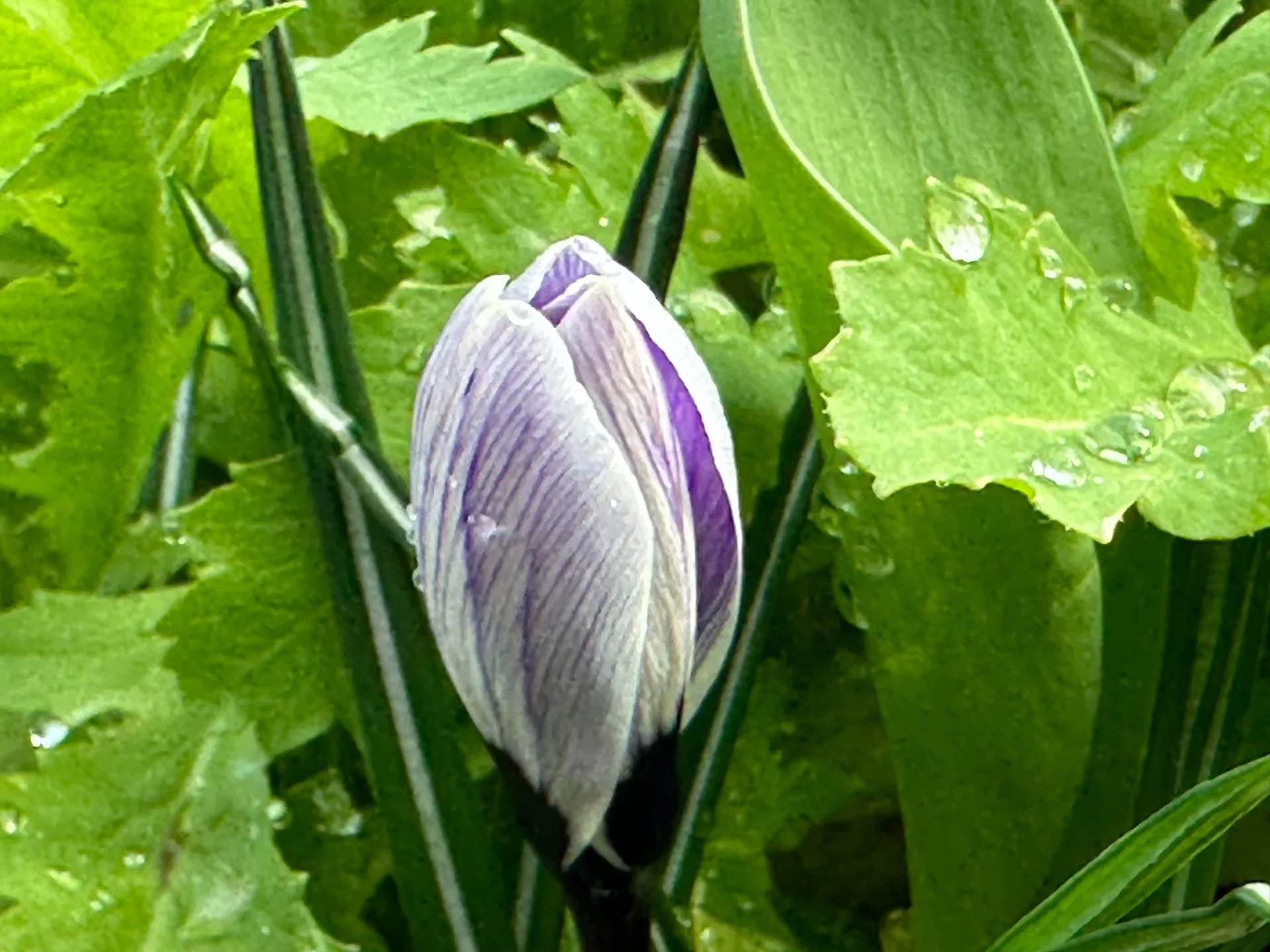 Galiano Spring - 6.jpeg