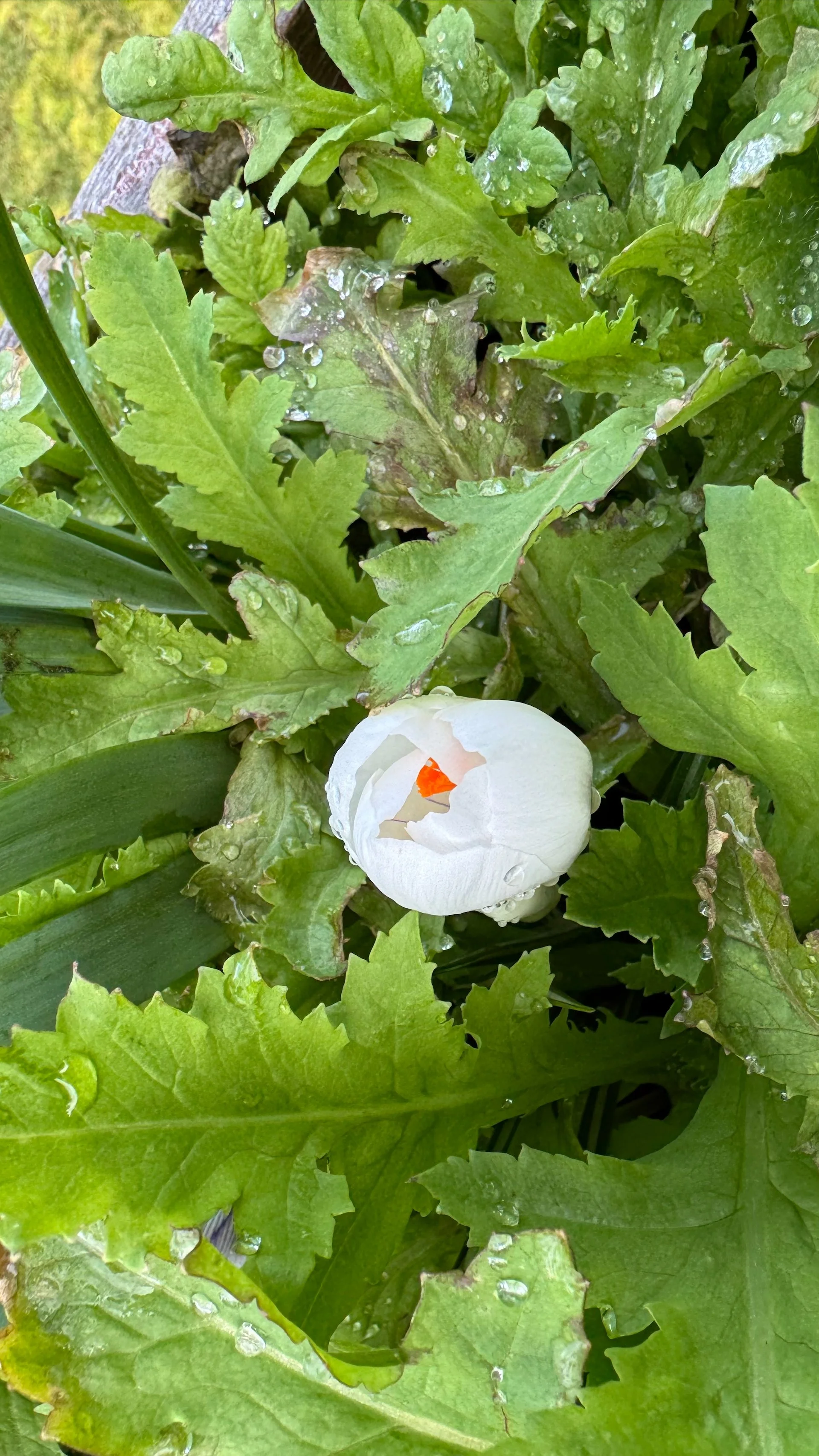 Galiano Spring - 7.jpeg