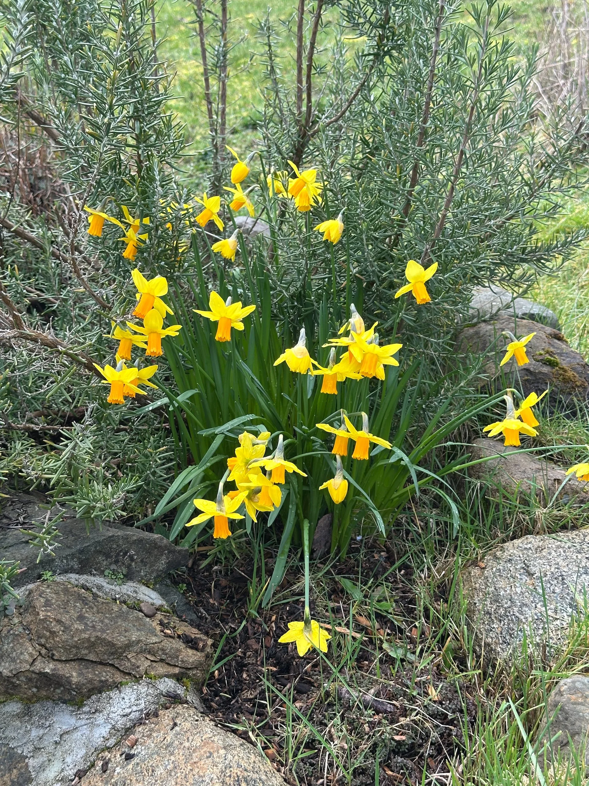 Galiano Spring - 11.jpeg