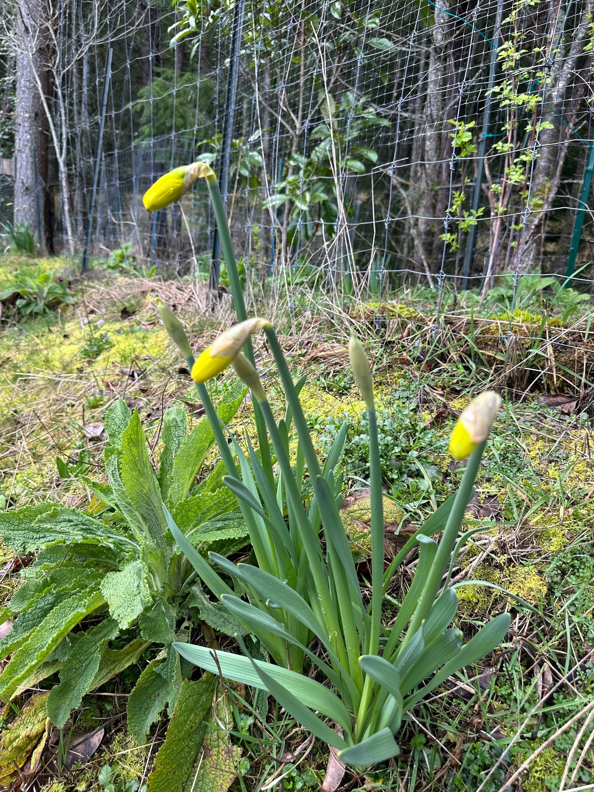 Galiano Spring - 12.jpeg