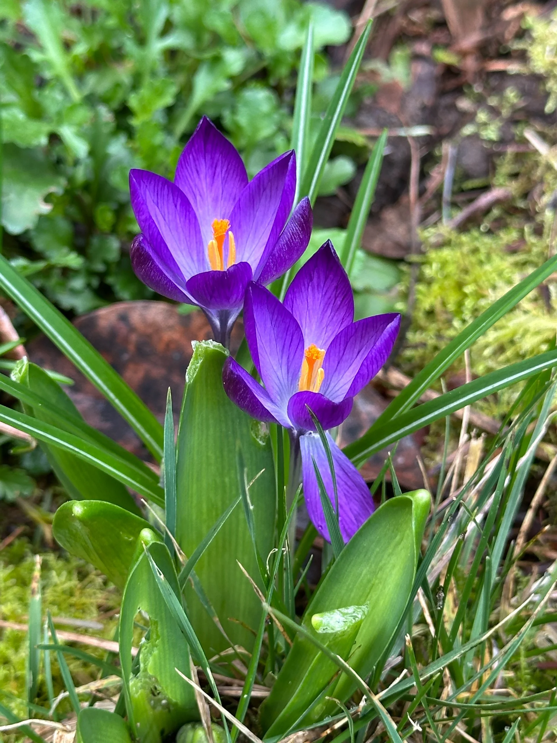 Galiano Spring - 13.jpeg