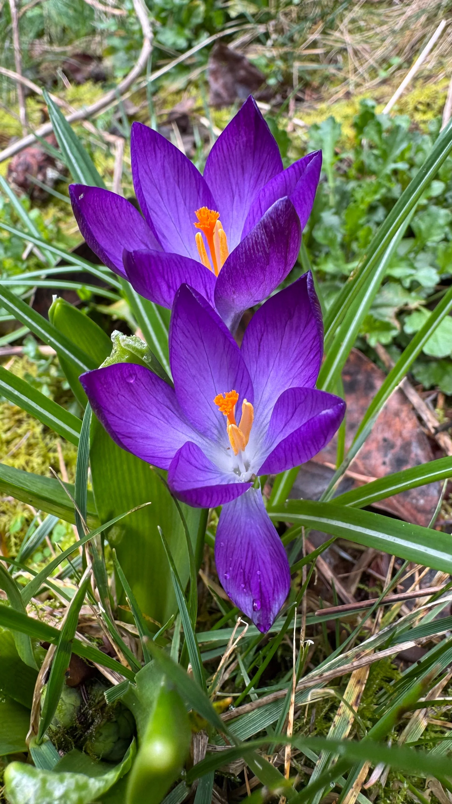 Galiano Spring - 14.jpeg