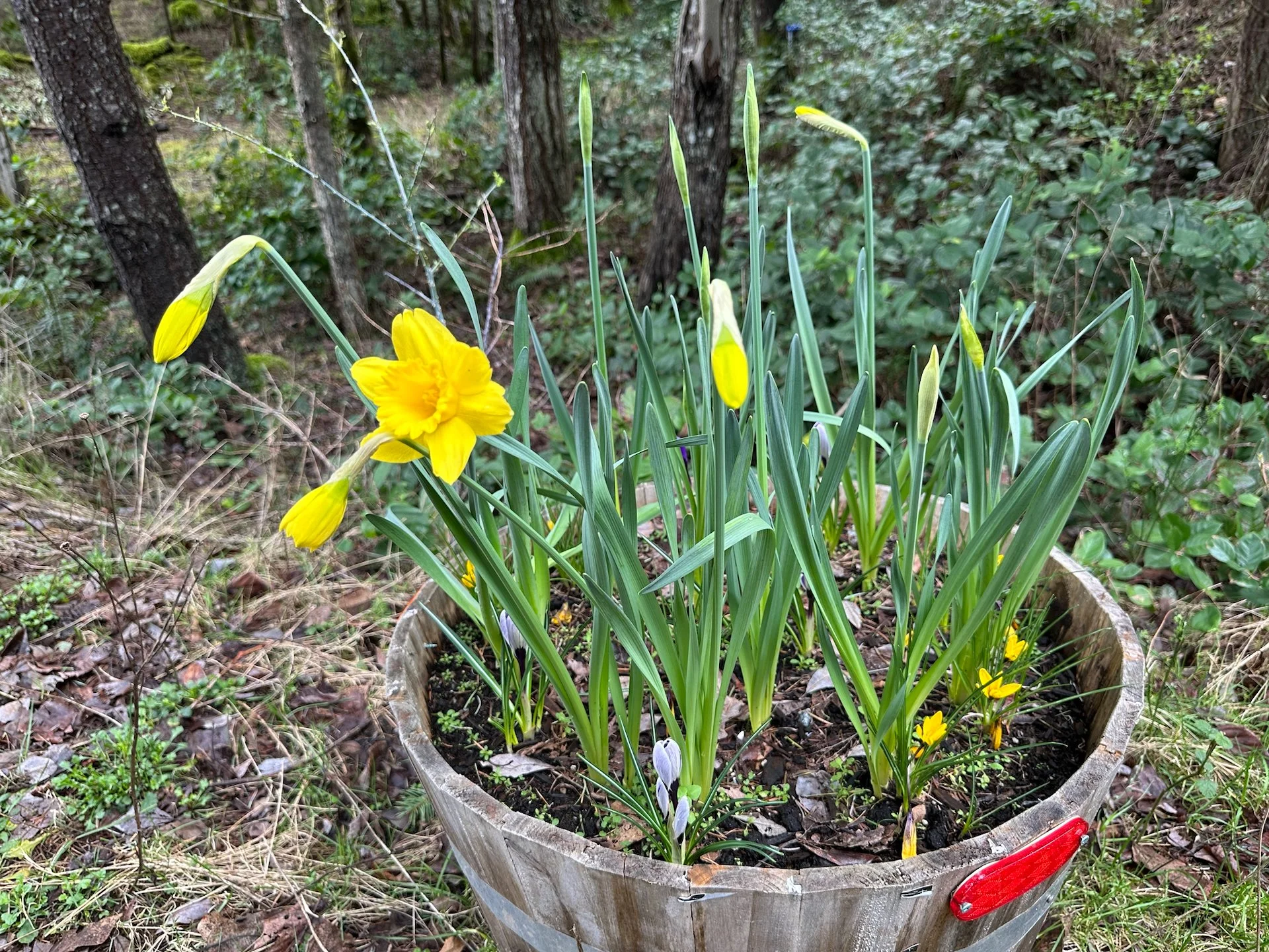 Galiano Spring - 15.jpeg