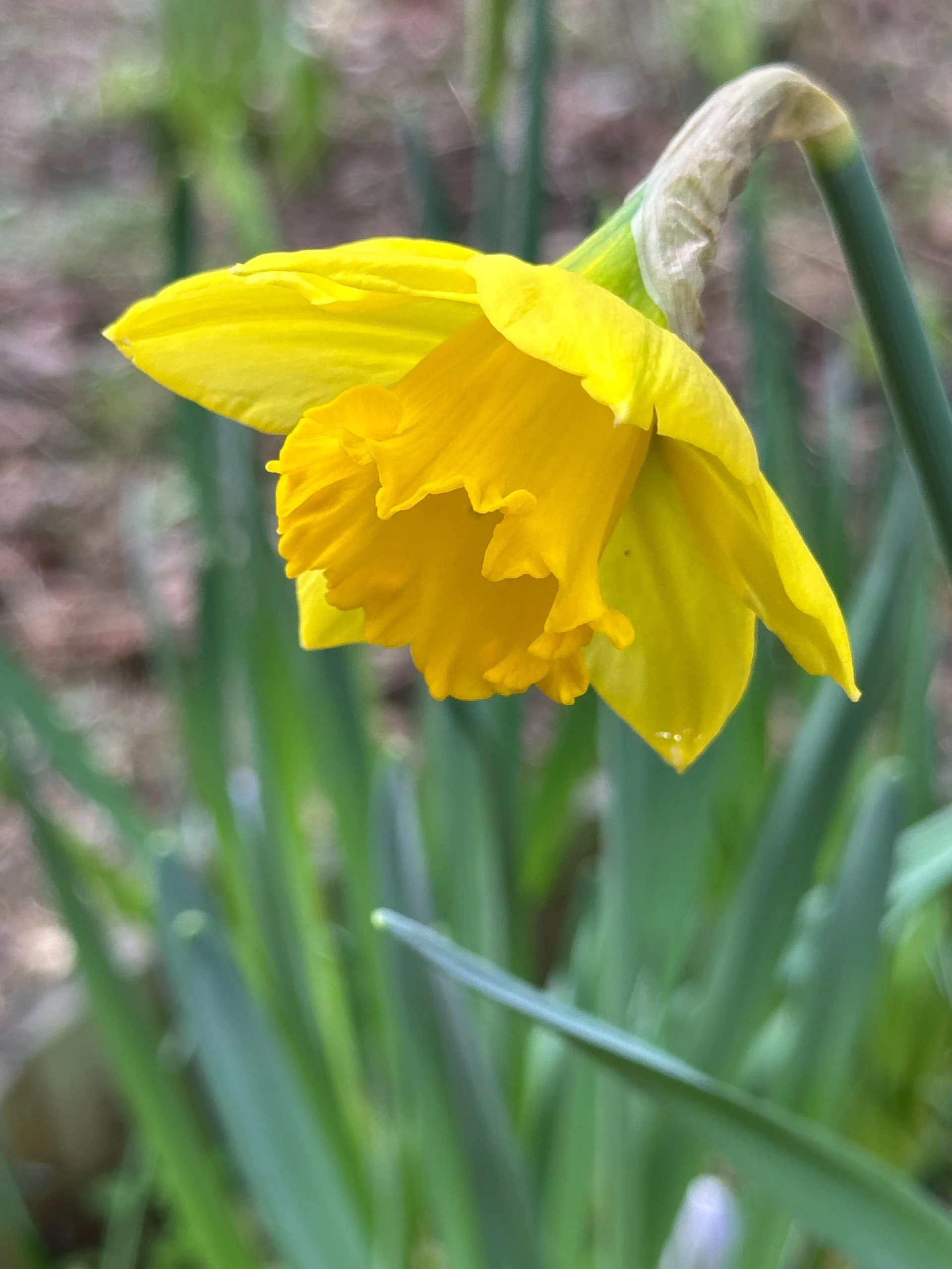 Galiano Spring - 17.jpeg