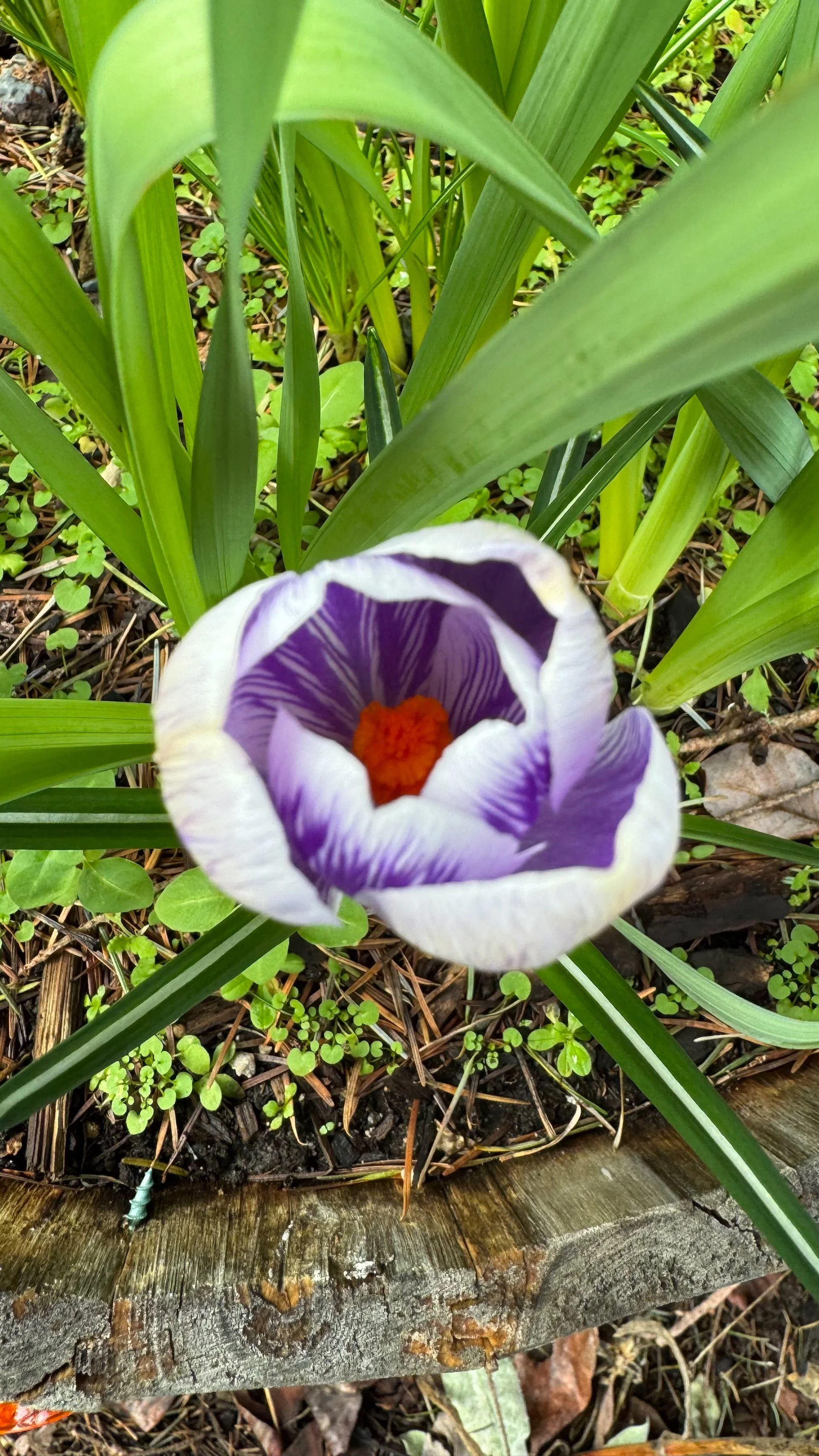 Galiano Spring - 20.jpeg