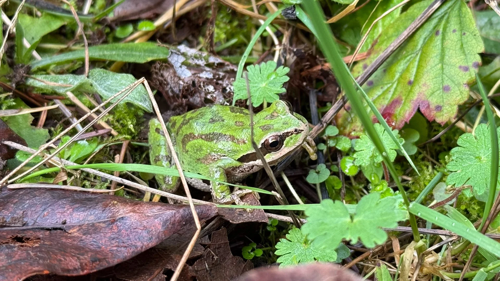 Galiano Spring - 21.jpeg