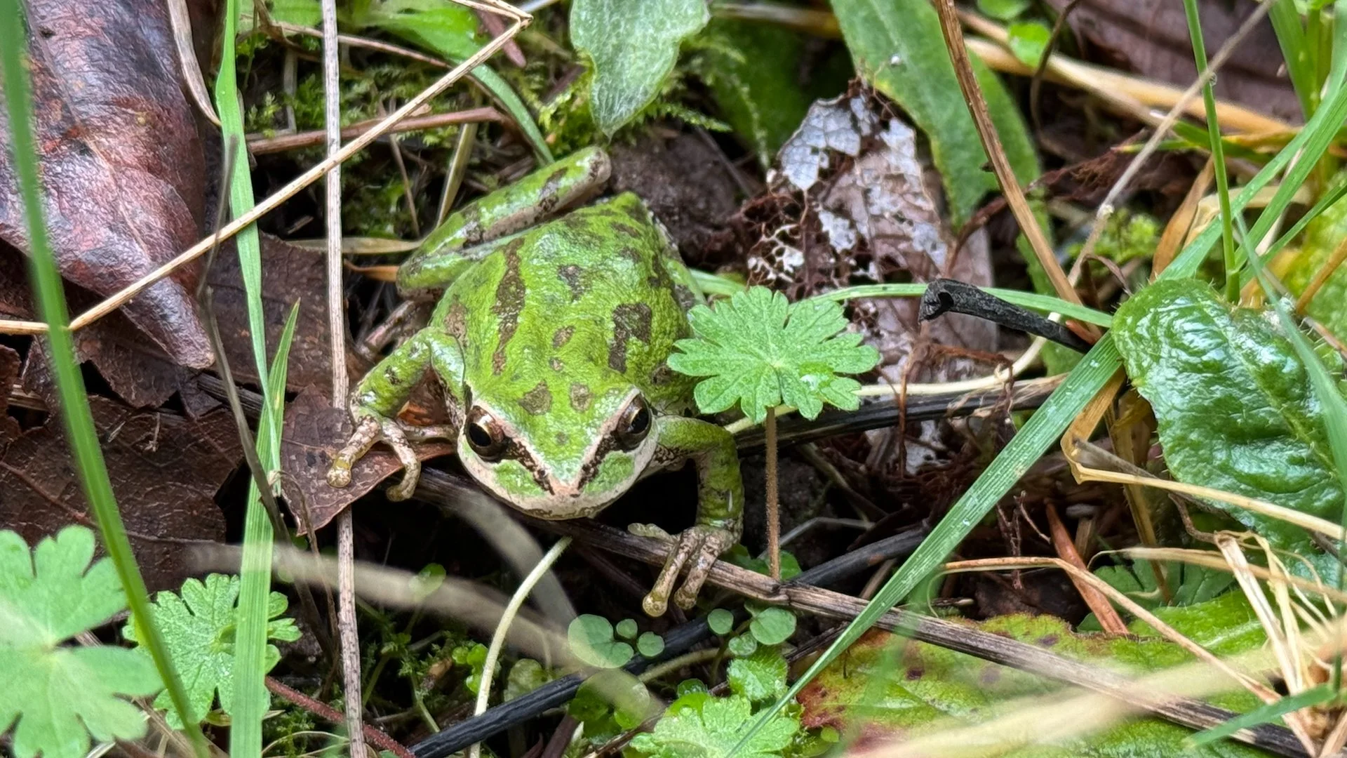 Galiano Spring - 22.jpeg