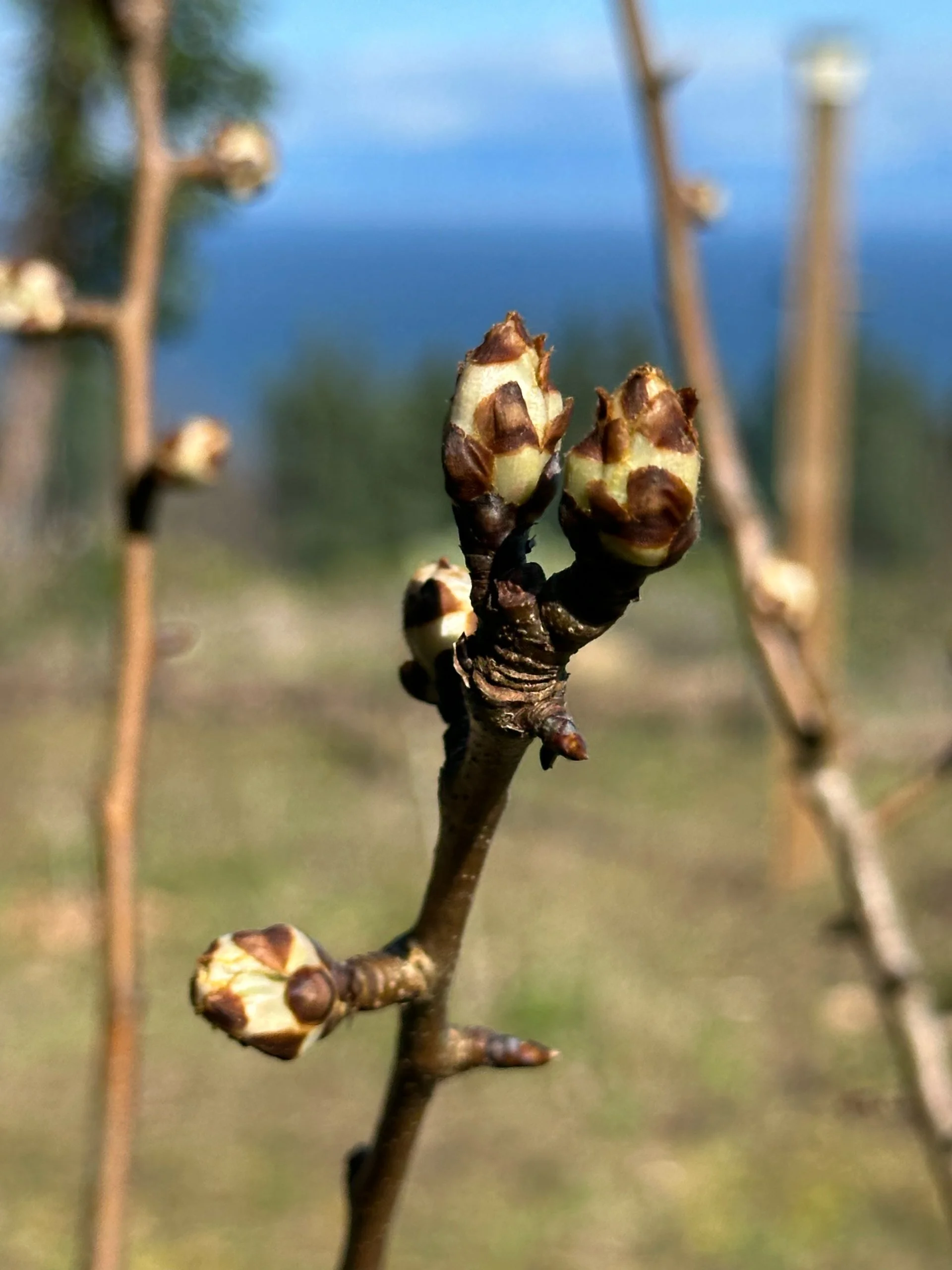 Blossoms on the pear trees. 