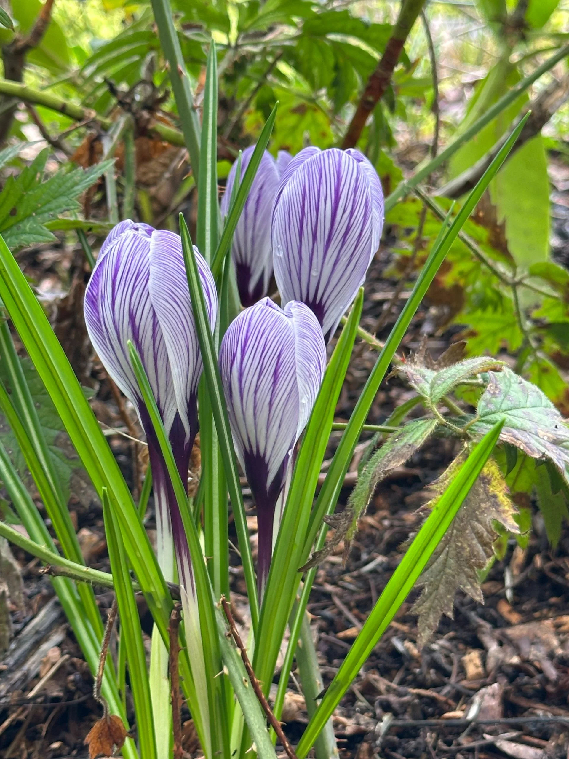  These crocuses are my favorites 
