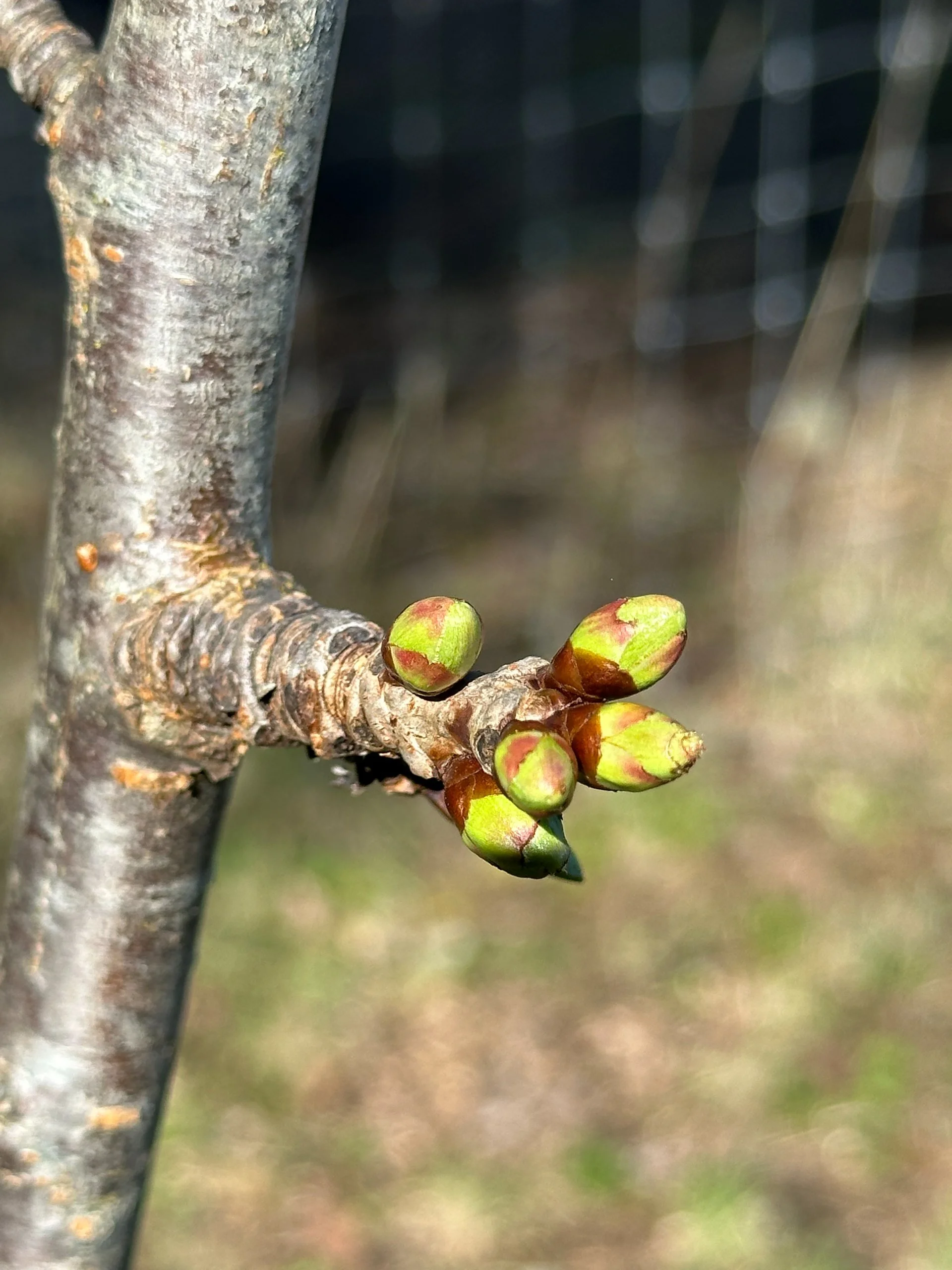  And there are buds on the cherry trees too. 