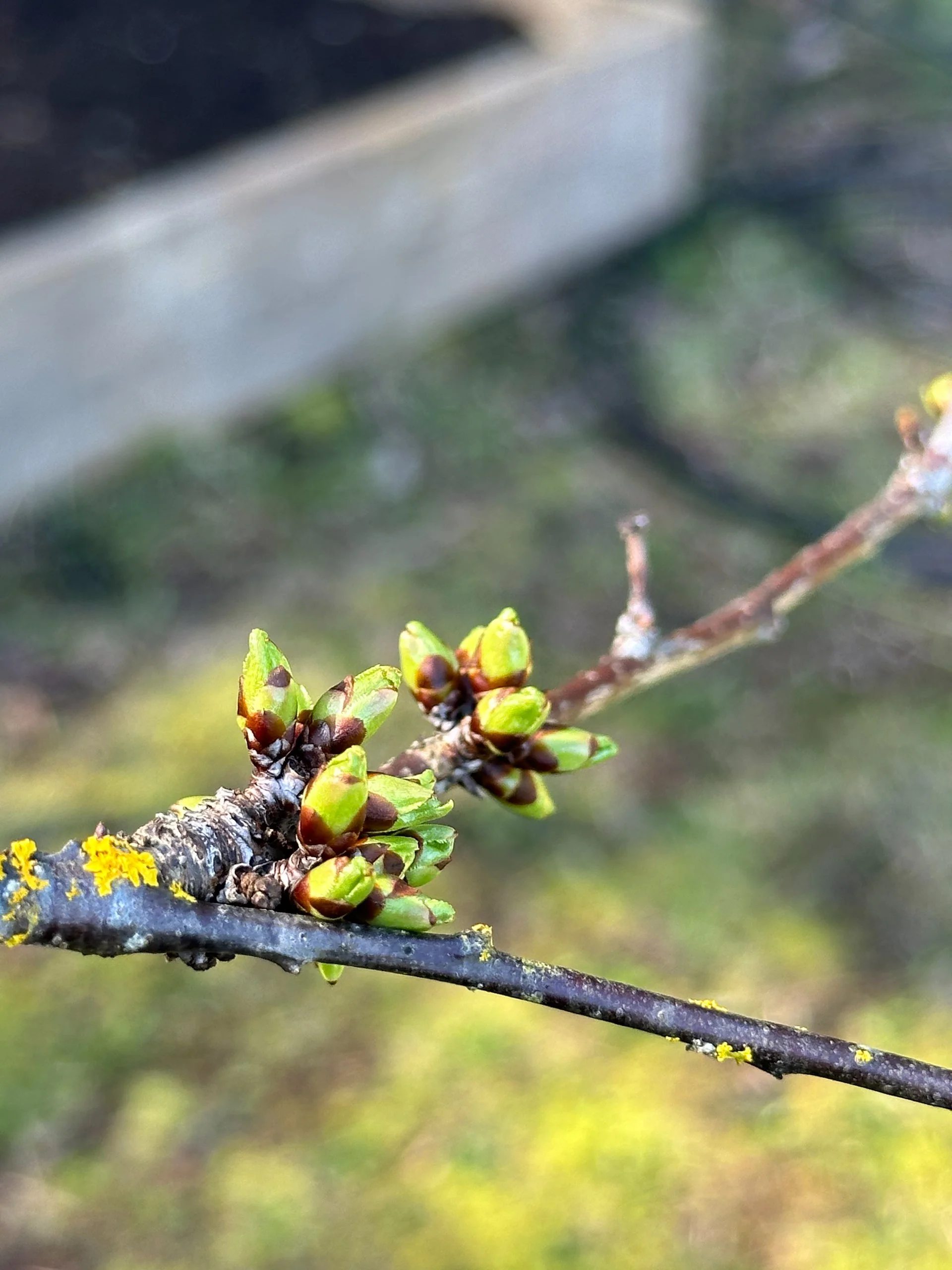 Galiano Spring - 28.jpeg