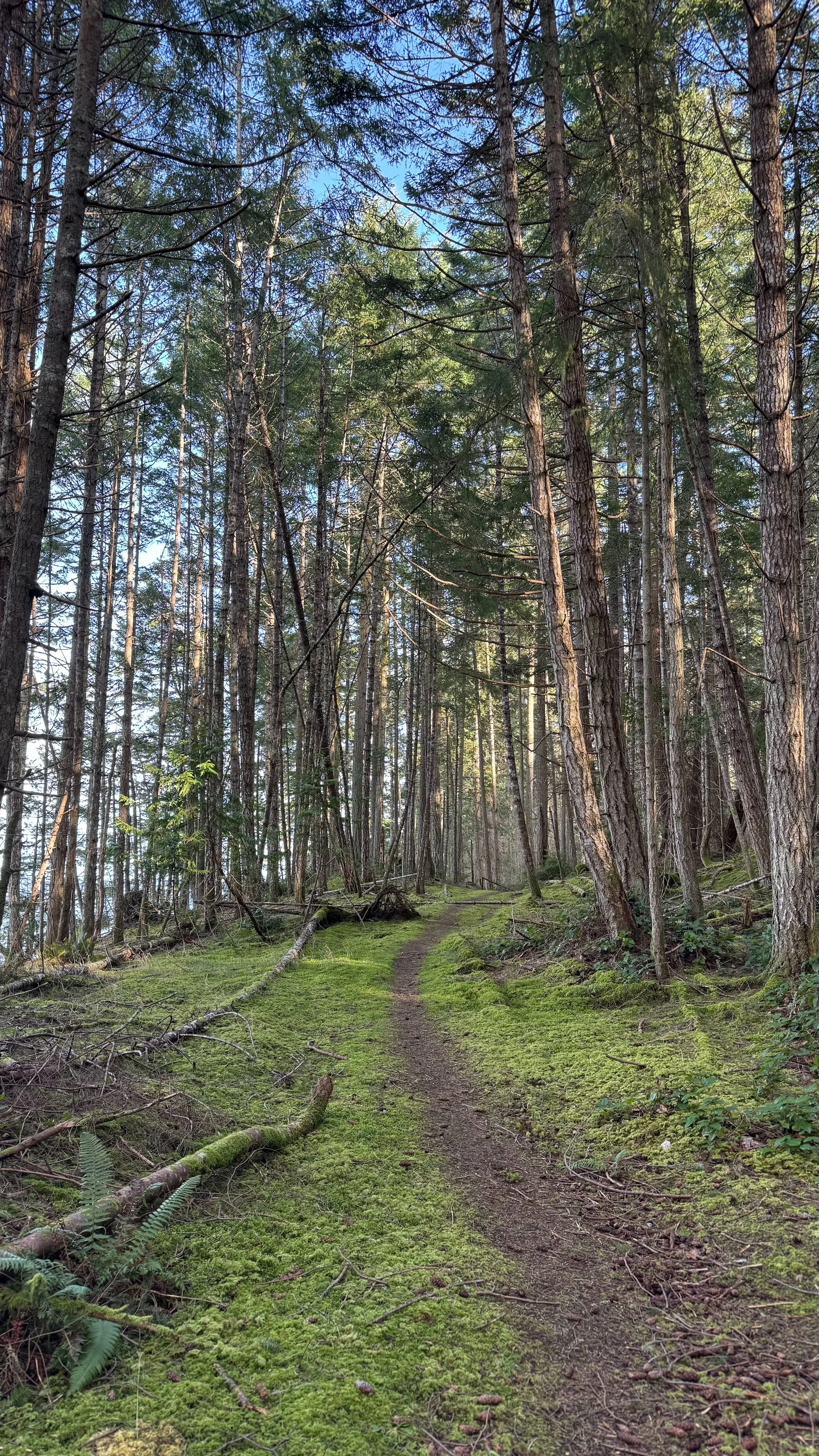  The lovely, mossy trail. 