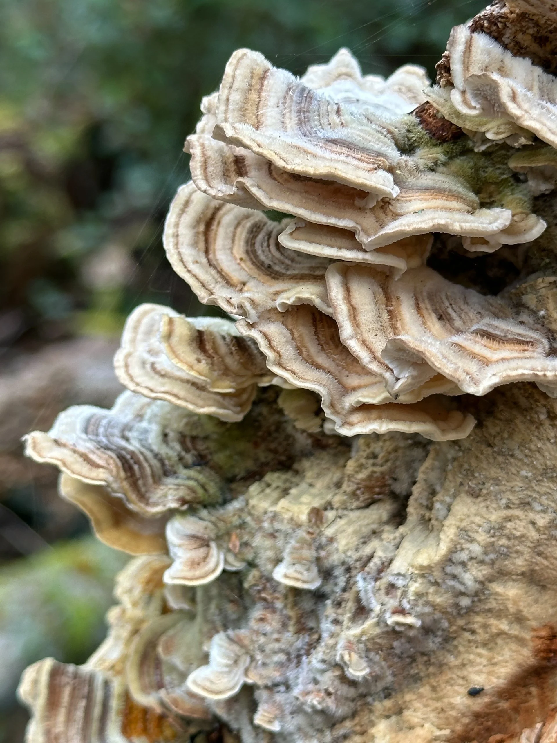  We found these cool mushrooms on a log on the way down to the beach. 