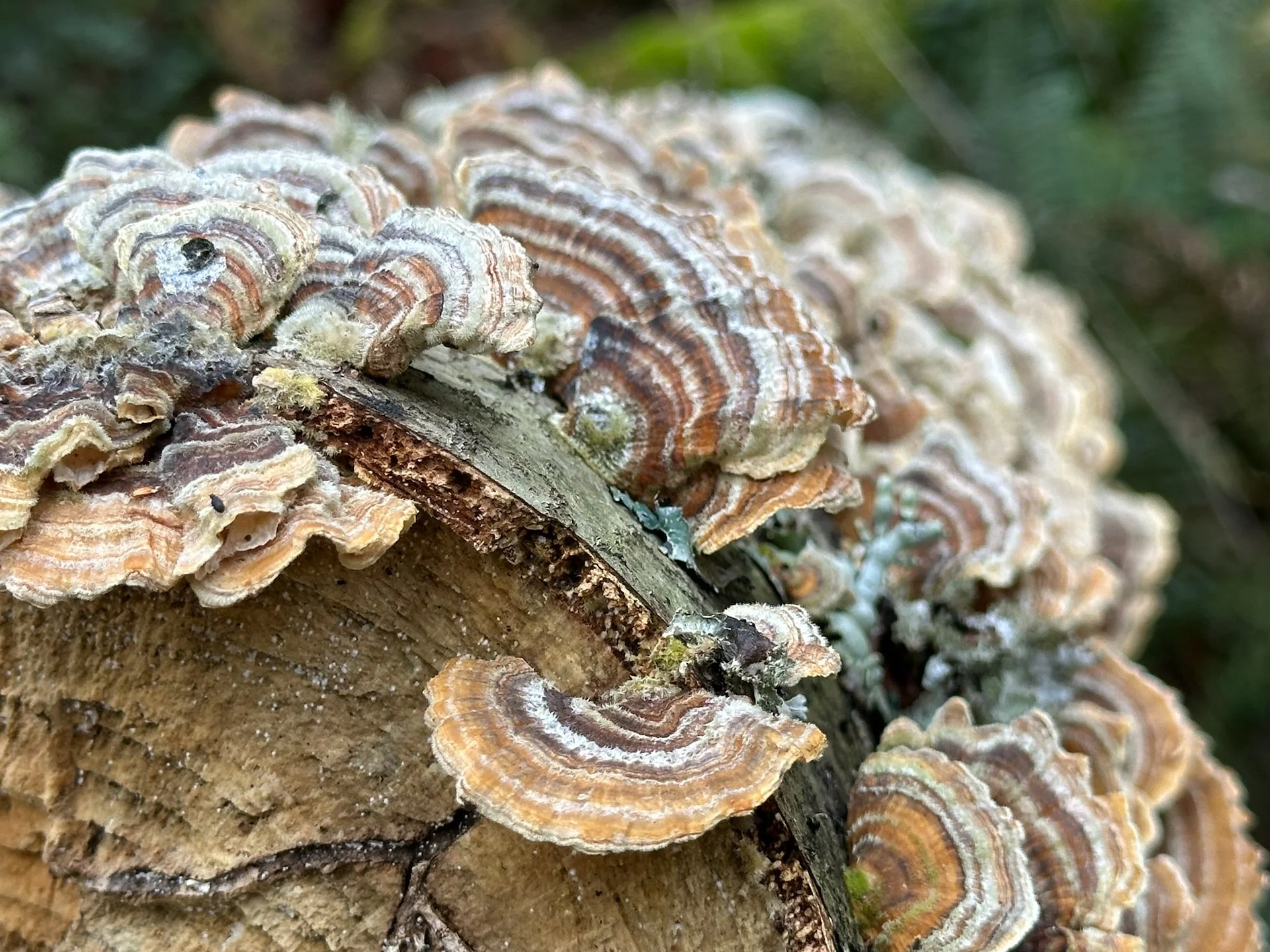 Galiano Spring - 30.jpeg