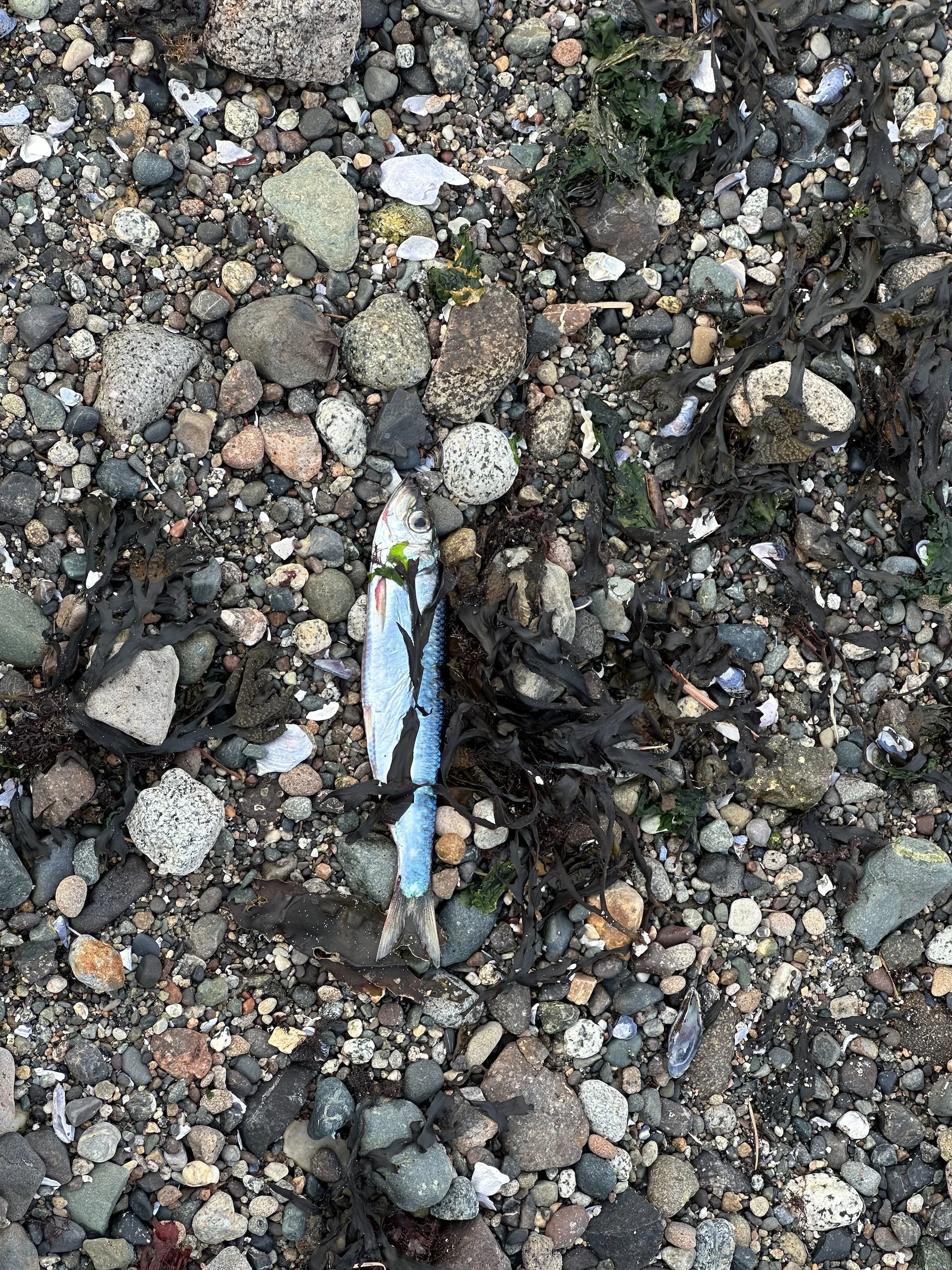  I think this might be a herring? We’re in the midst of a huge herring spawning season.  