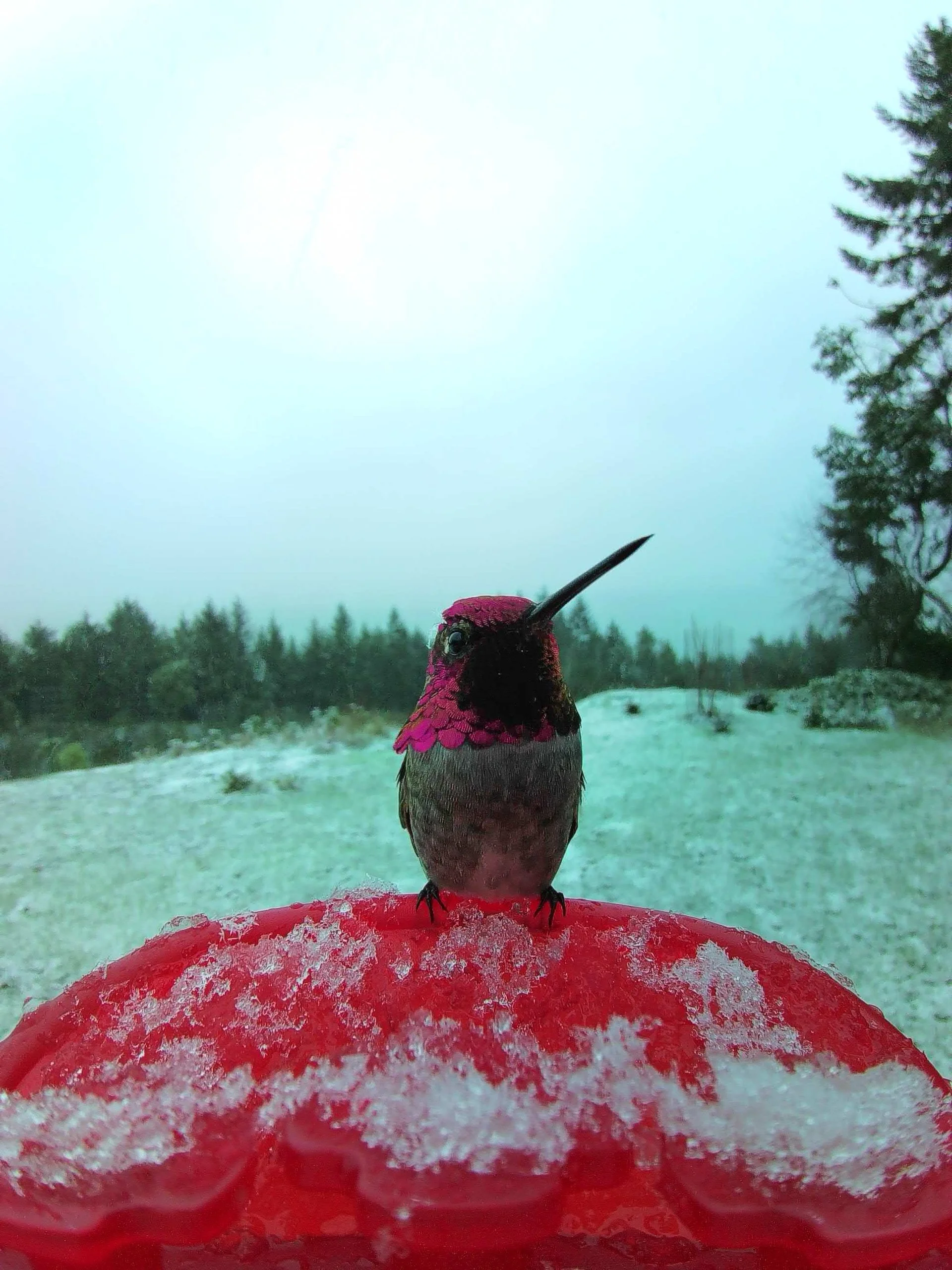 The poor hummingbirds had to deal with a little bit more cold weather. 
