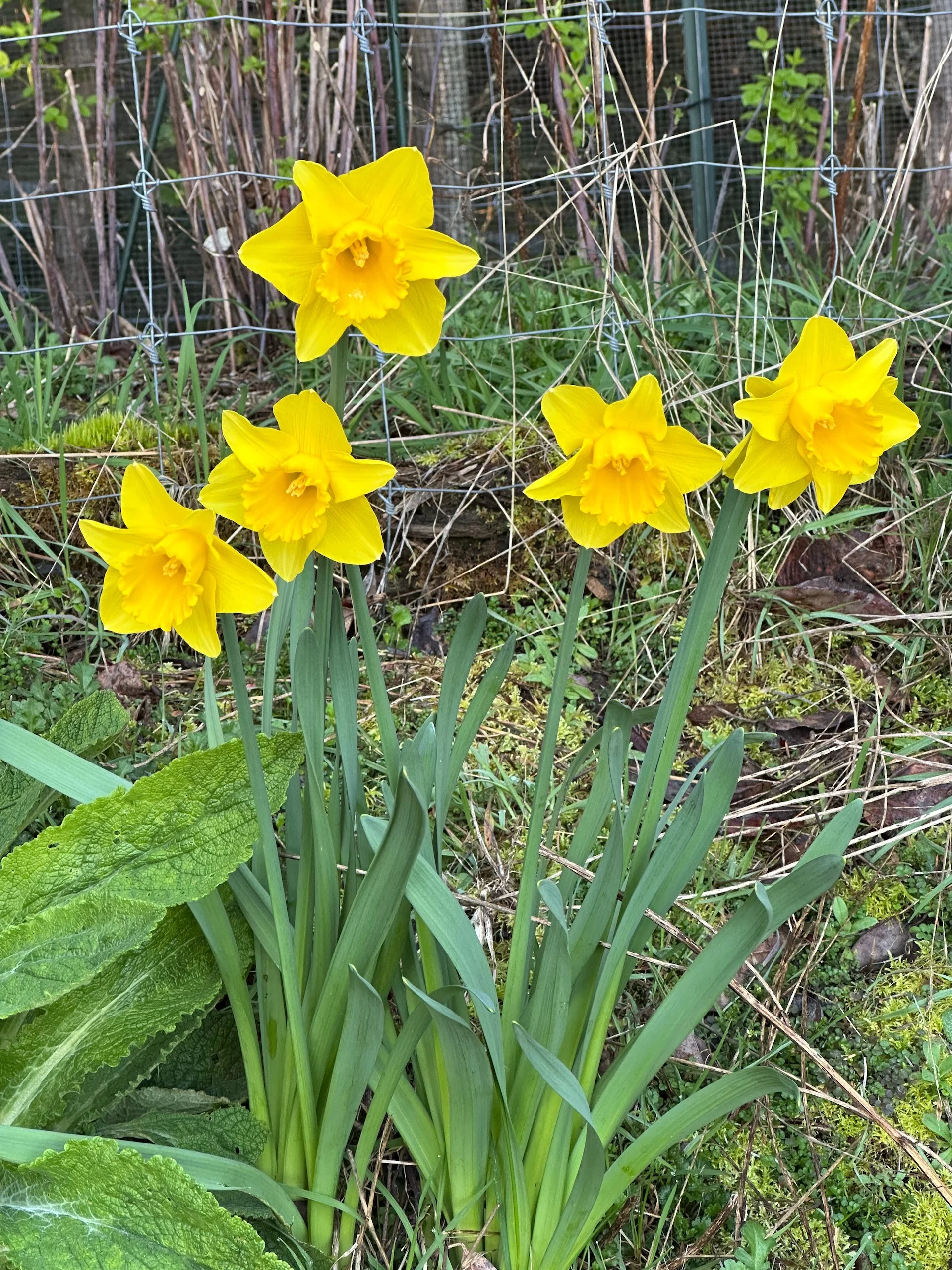  The daffodils were pretty much at their peak. 