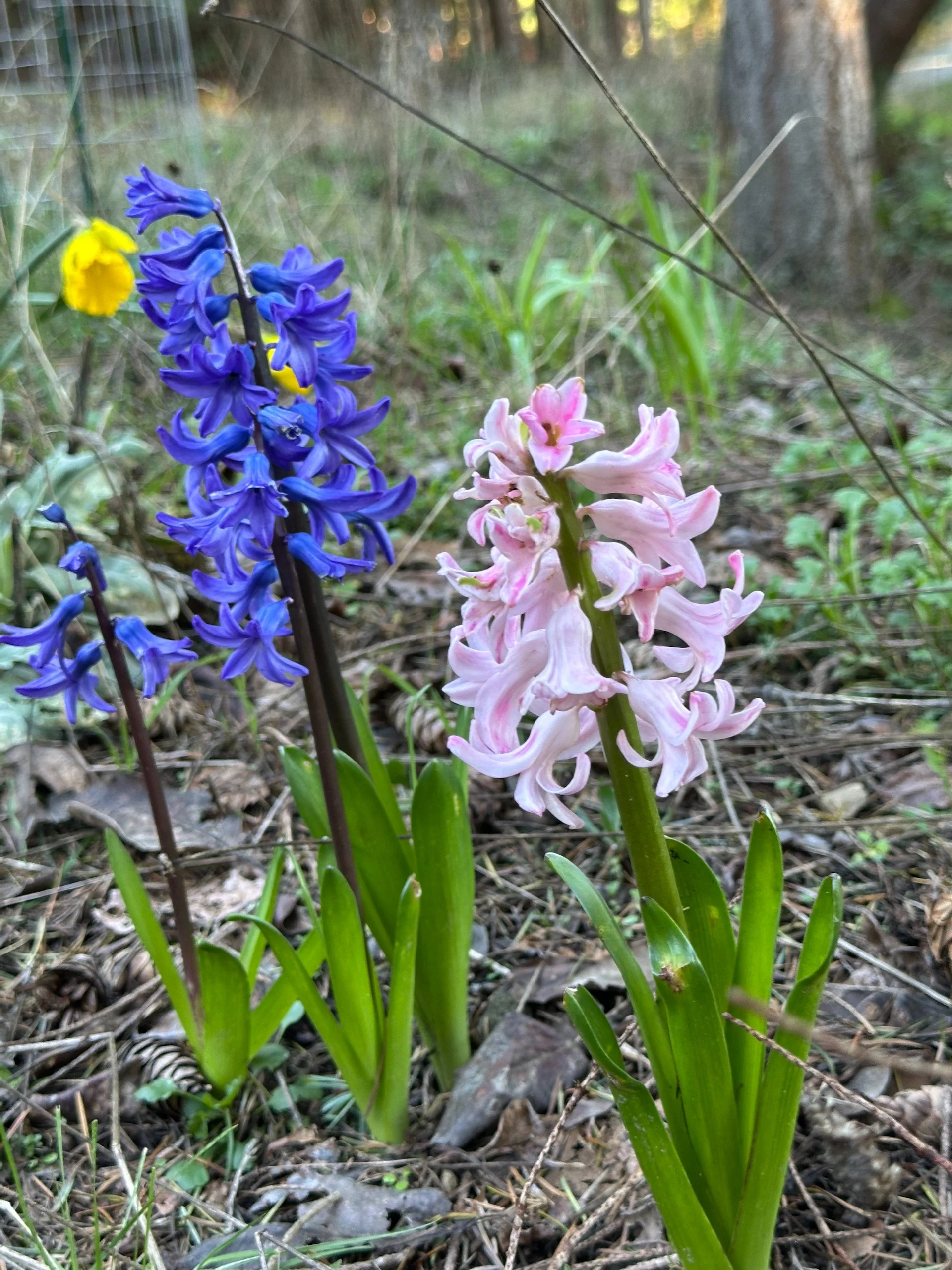  The hyacinths however, were just about done.  