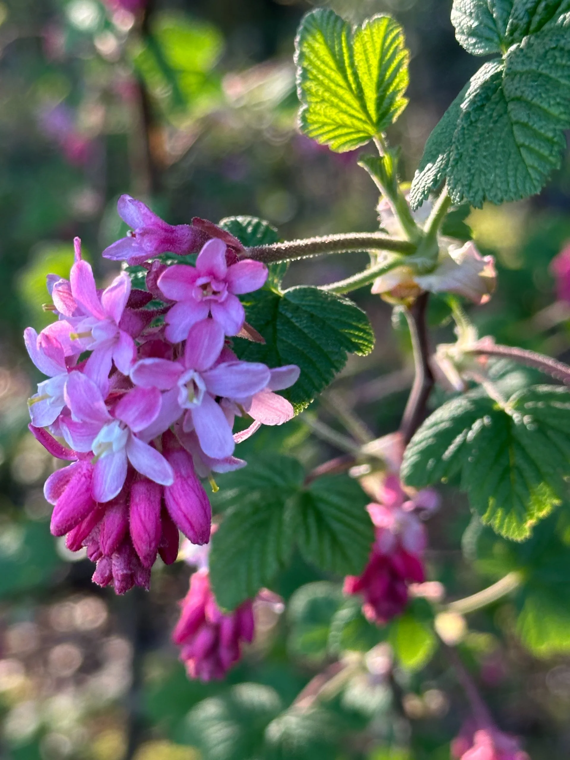  The flowering currants looked spectacular.  