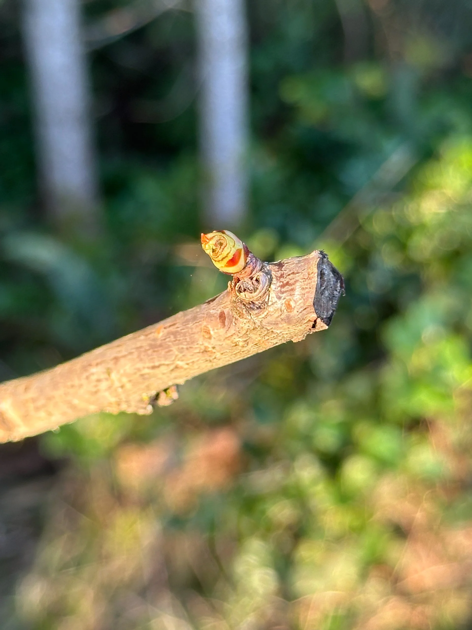  In the orchard, the cherries were starting to bud. 