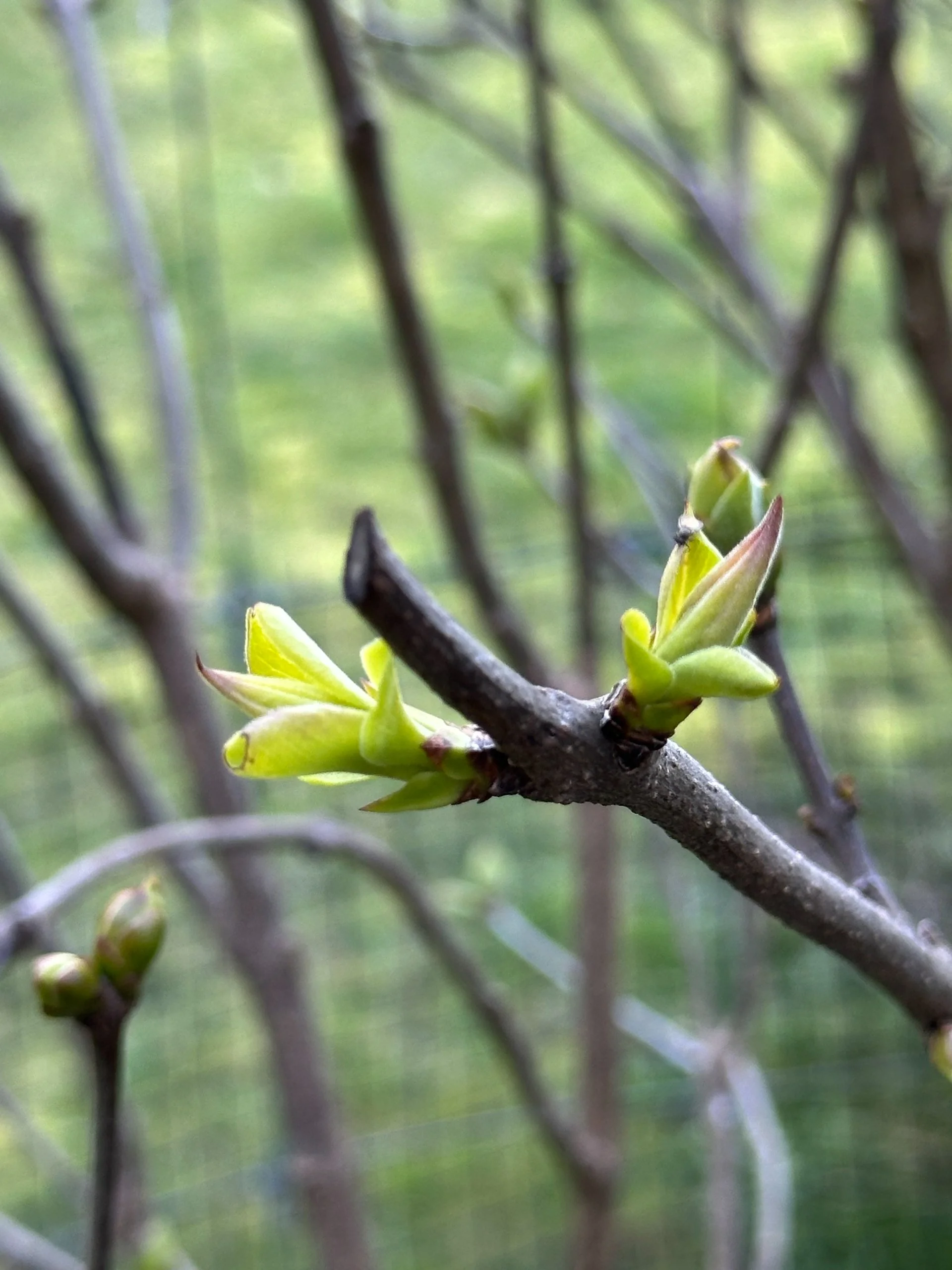  Some were even shooting out the first leaves. 